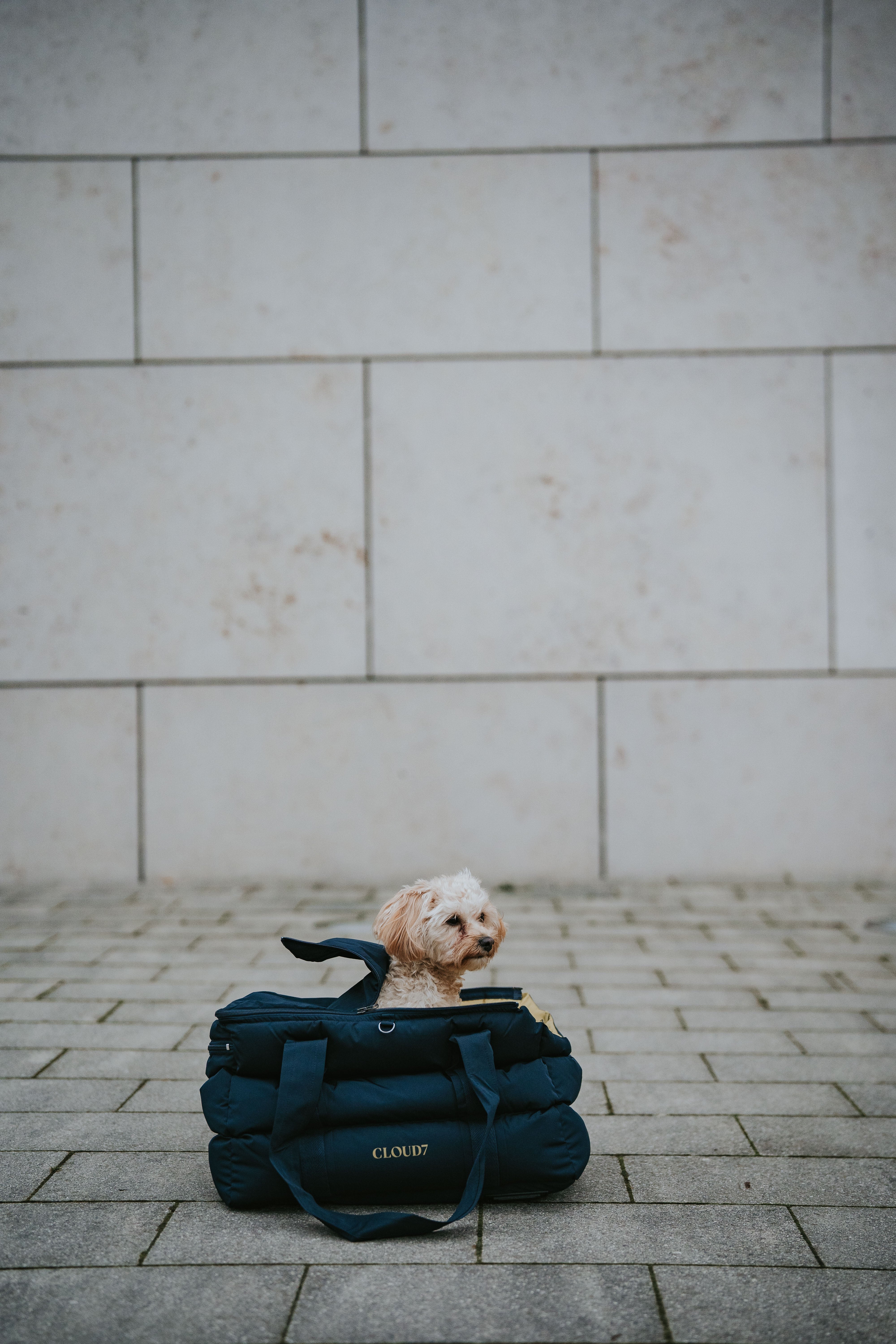 Cloud7 Hundetasche Montreal Navy Hundetragetasche Dackel gefüttert