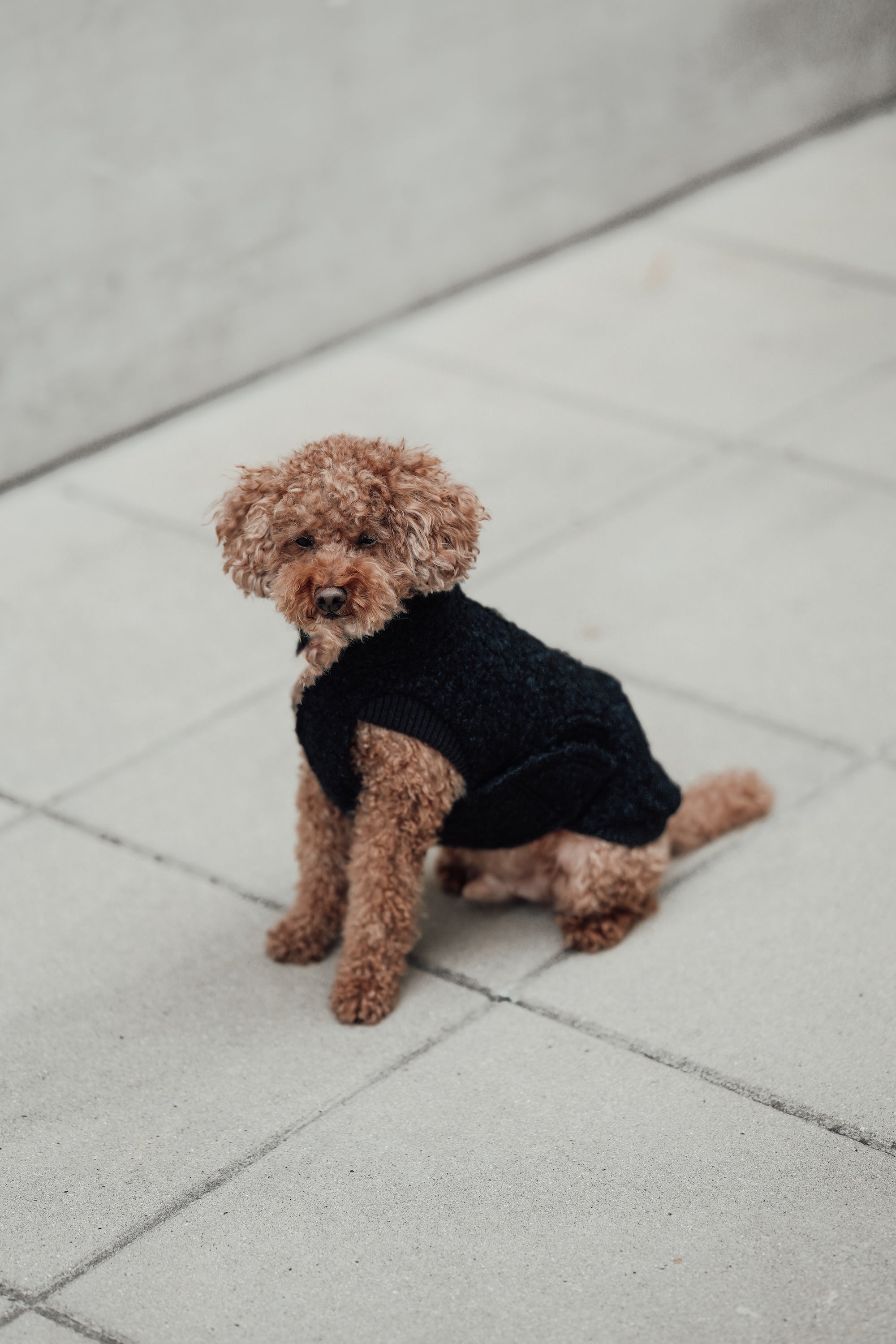 Cloud7 Hundewintermantel Hundepullover Gotland Anthra