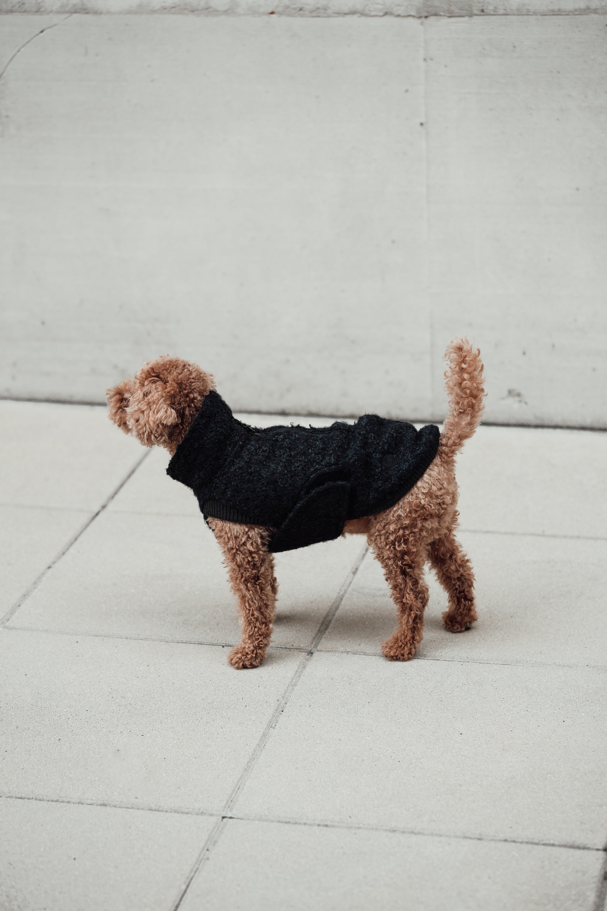 Cloud7 Hundewintermantel Hundepullover Gotland Anthra Hundejacke Teddyfleece