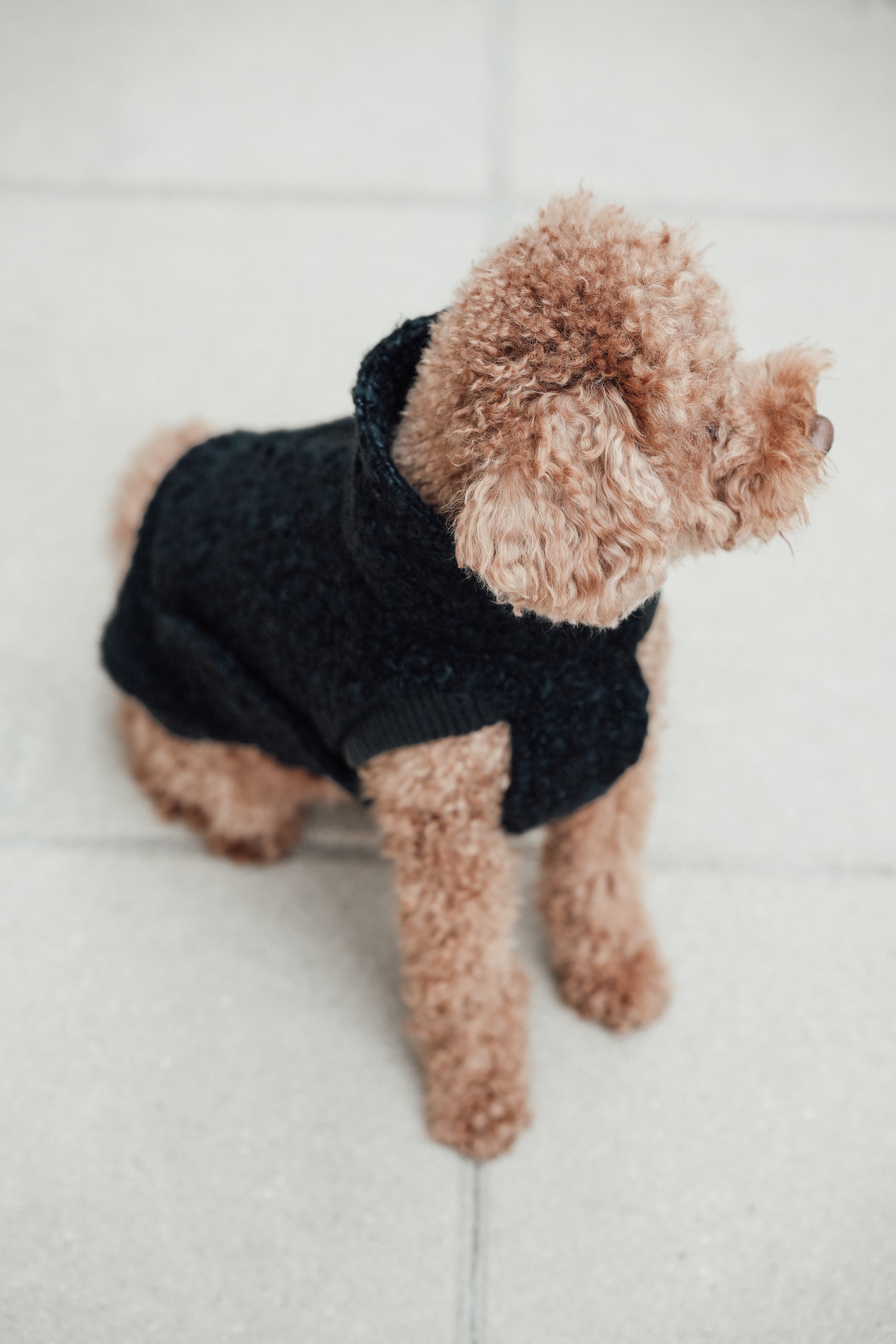 Cloud7 Hundewintermantel Hundepullover Gotland Anthra Hundemantel verstellbar warm