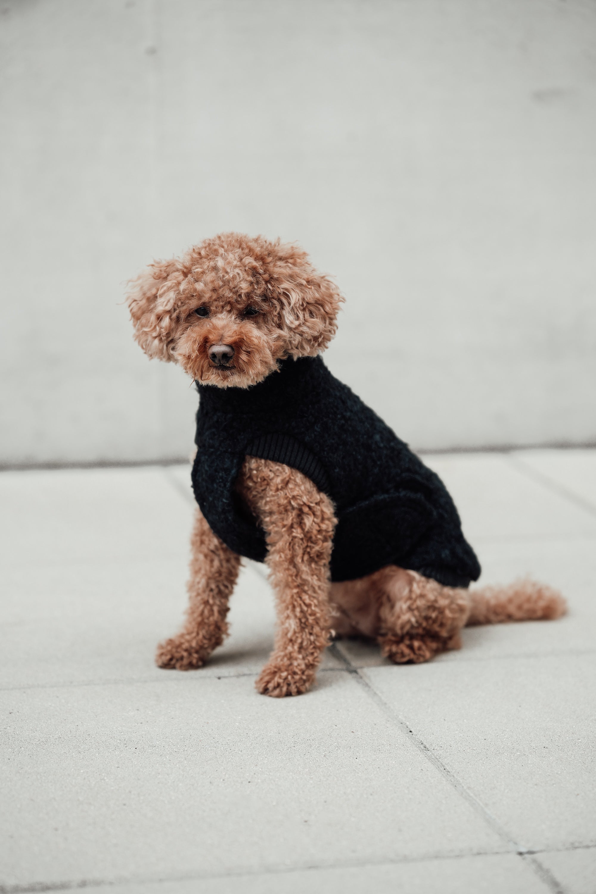 Cloud7 Hundewintermantel Hundepullover Gotland Anthra Hundepullover Teddyfleece