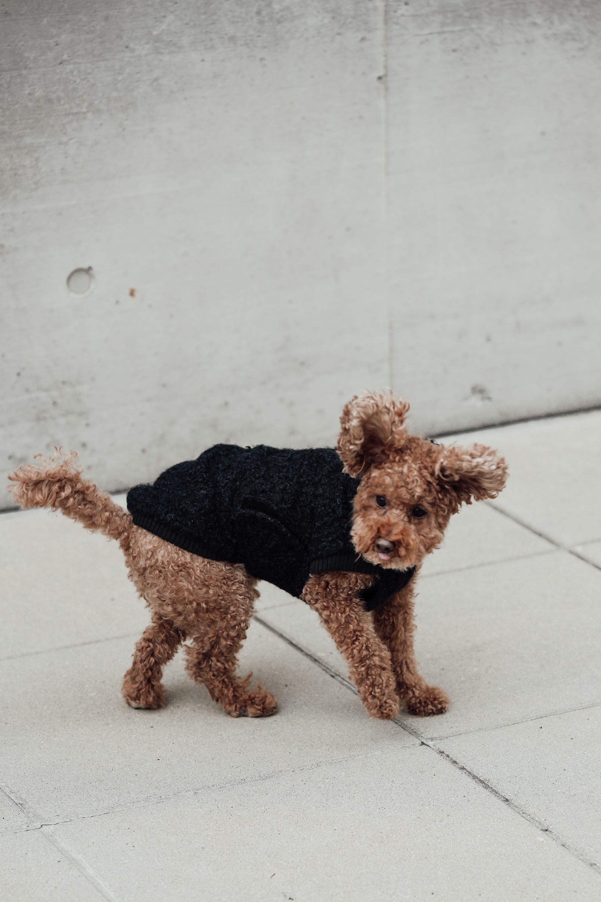 Cloud7 Hundewintermantel Hundepullover Gotland Anthra Hundepullover wasserabweisend waschbar