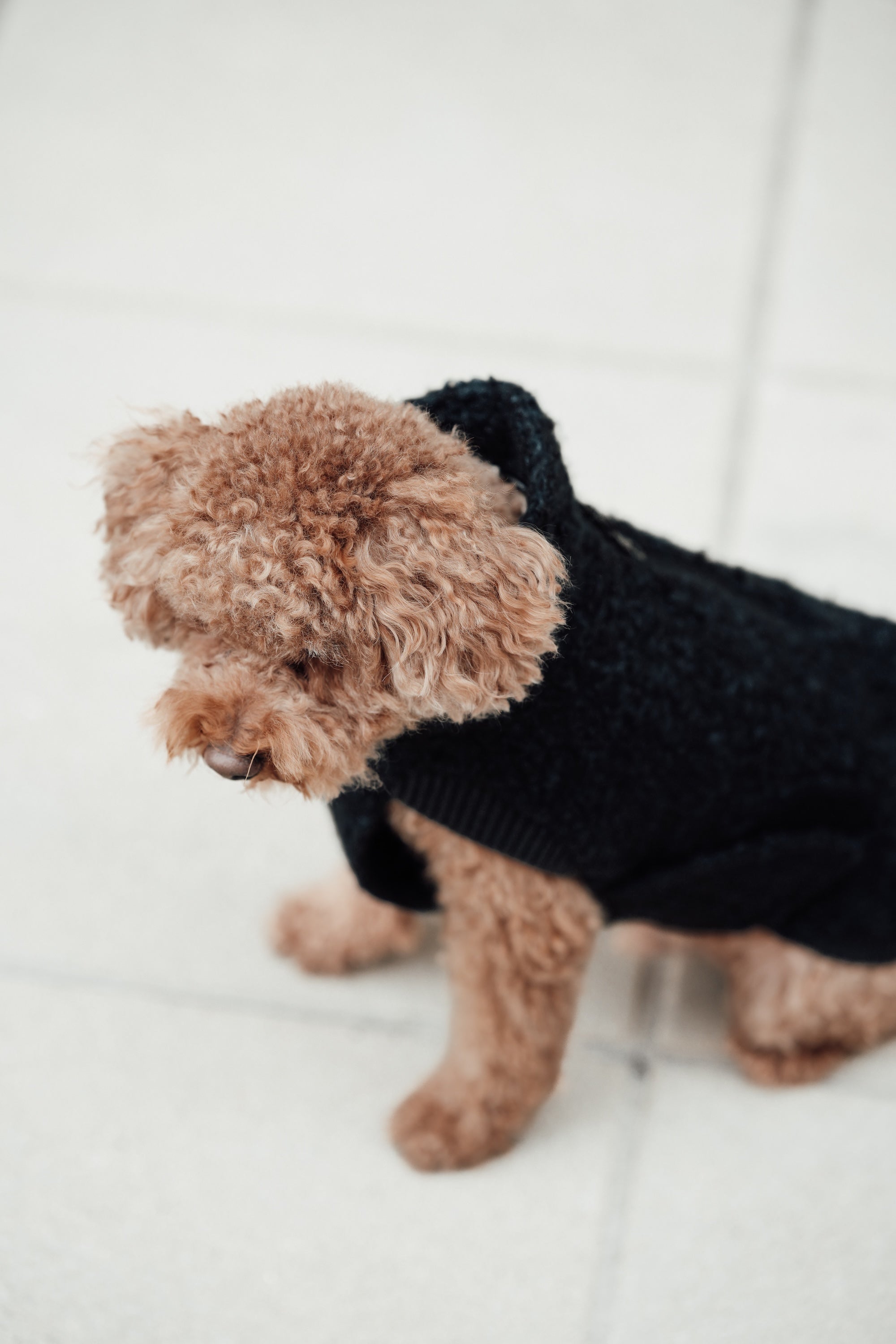 Cloud7 Hundewintermantel Hundepullover Gotland Anthra Hundewintermantel Teddyfleece