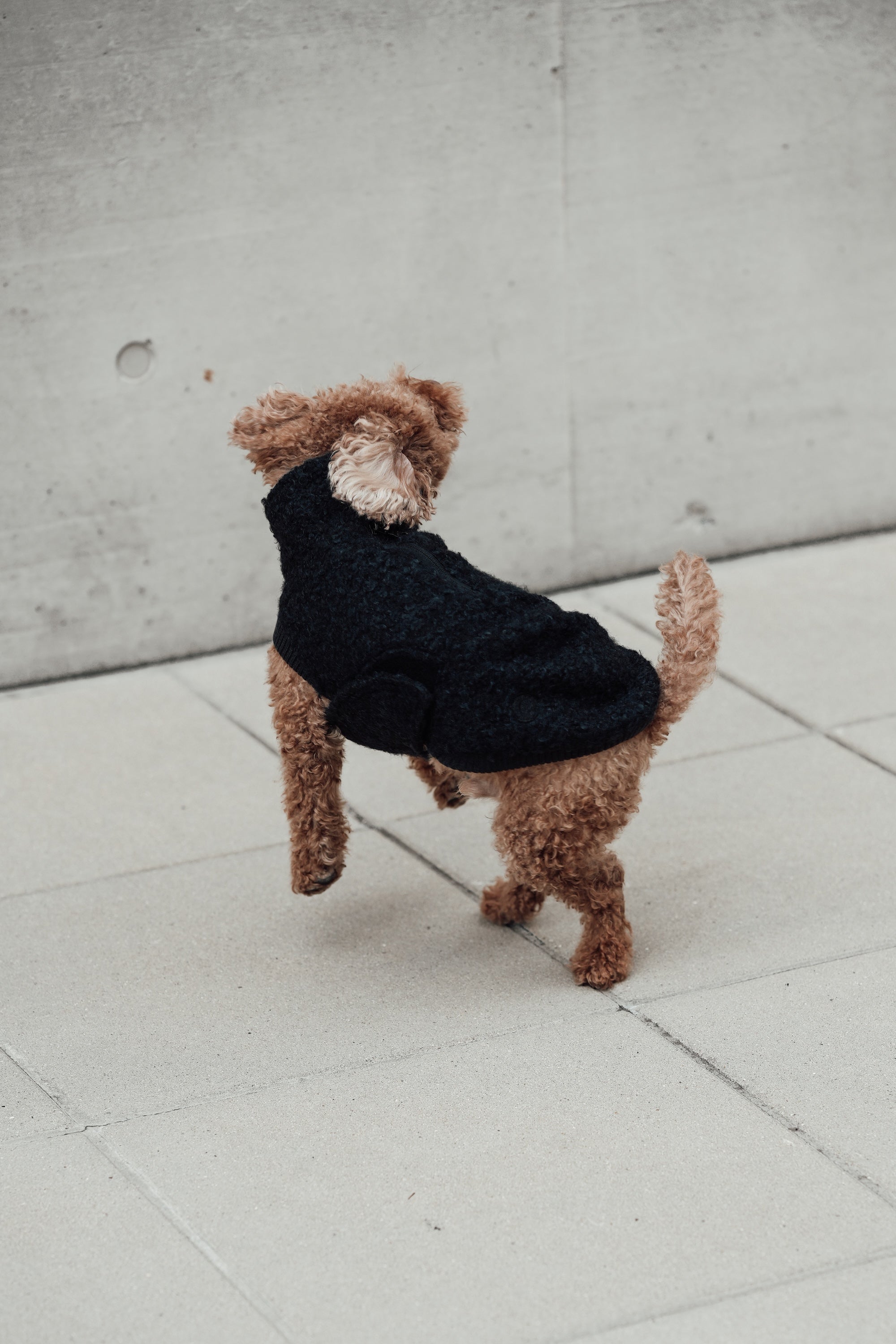 Cloud7 Hundewintermantel Hundepullover Gotland Anthra Hundewintermantel verstellbar wasserabweisend