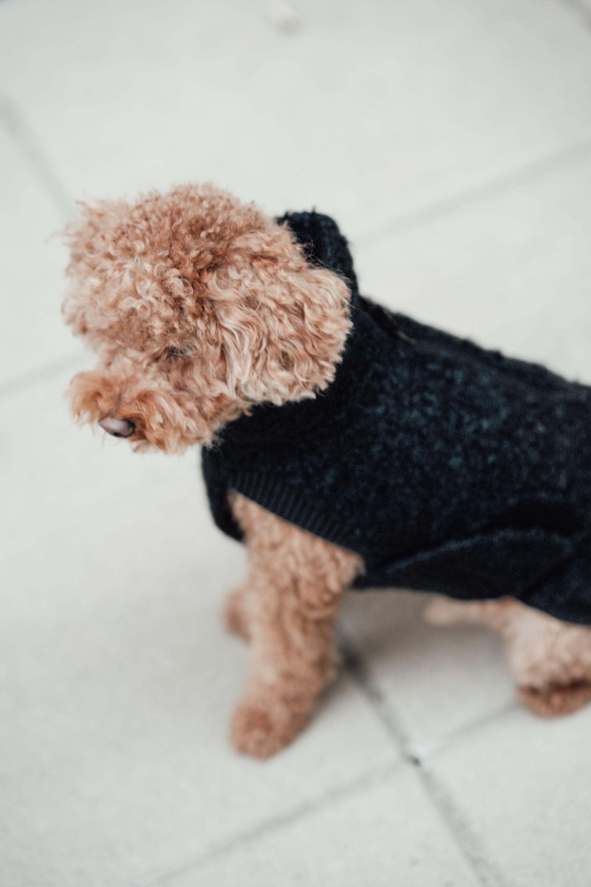 Cloud7 Hundewintermantel Hundepullover Gotland Anthra Mantel fuer Hunde Winter