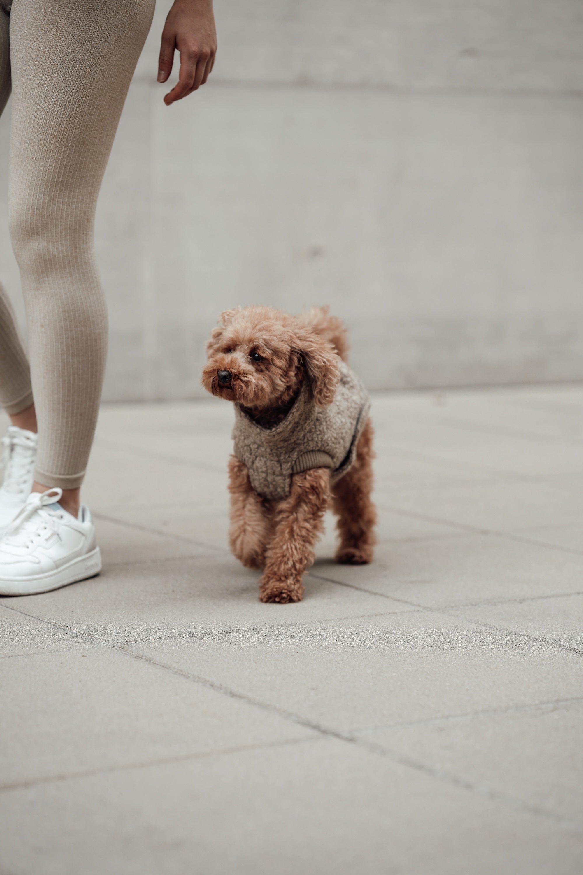 Cloud7 Hundewintermantel Hundepullover Gotland Sandy Brown Hundemantel Winter wasserabweisend