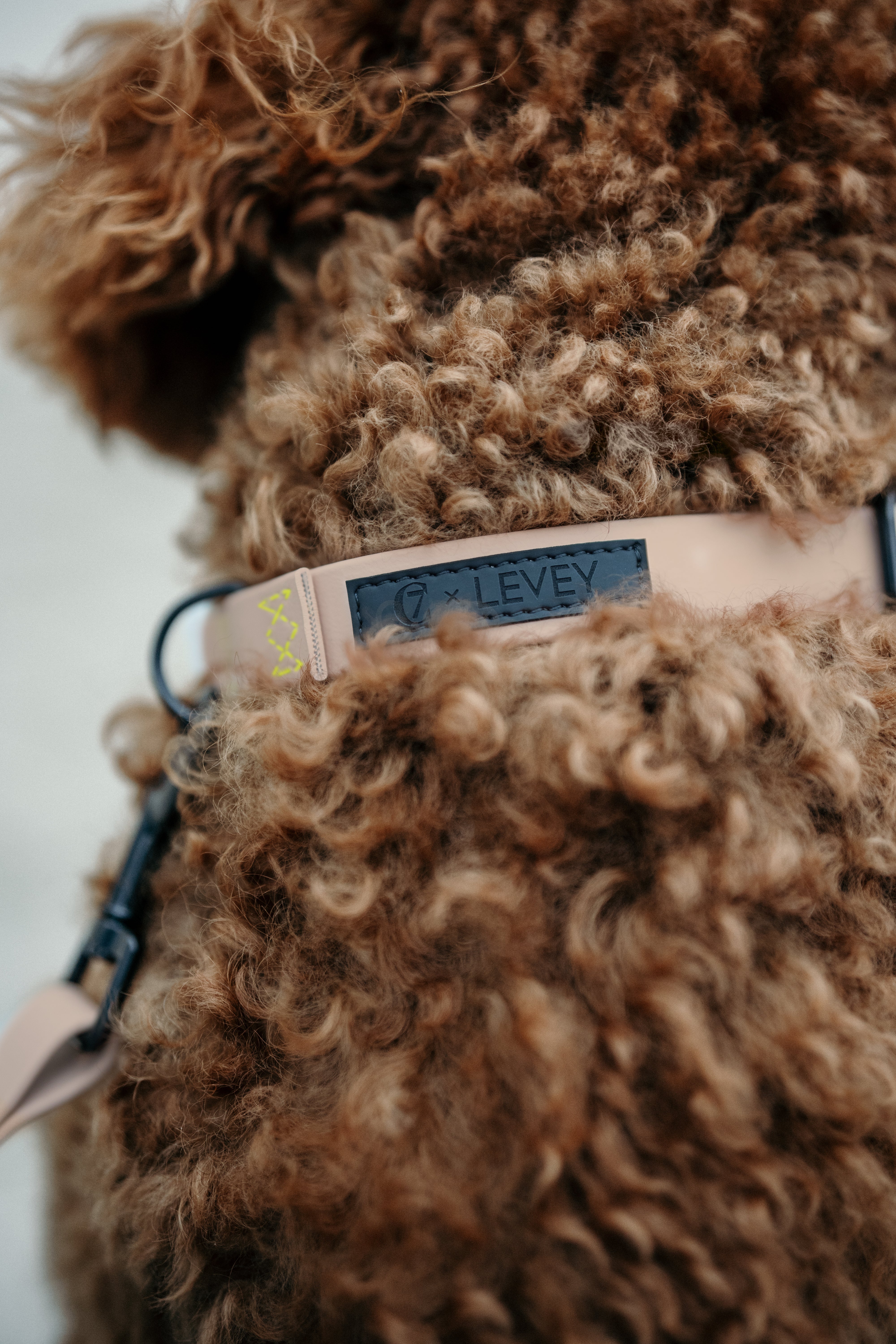 Cloud7 x LEVEY Hundehalsband BioThane Ipanema Powder C7 x LEVEY Hundehalsband Karabiner Wasserabweisend