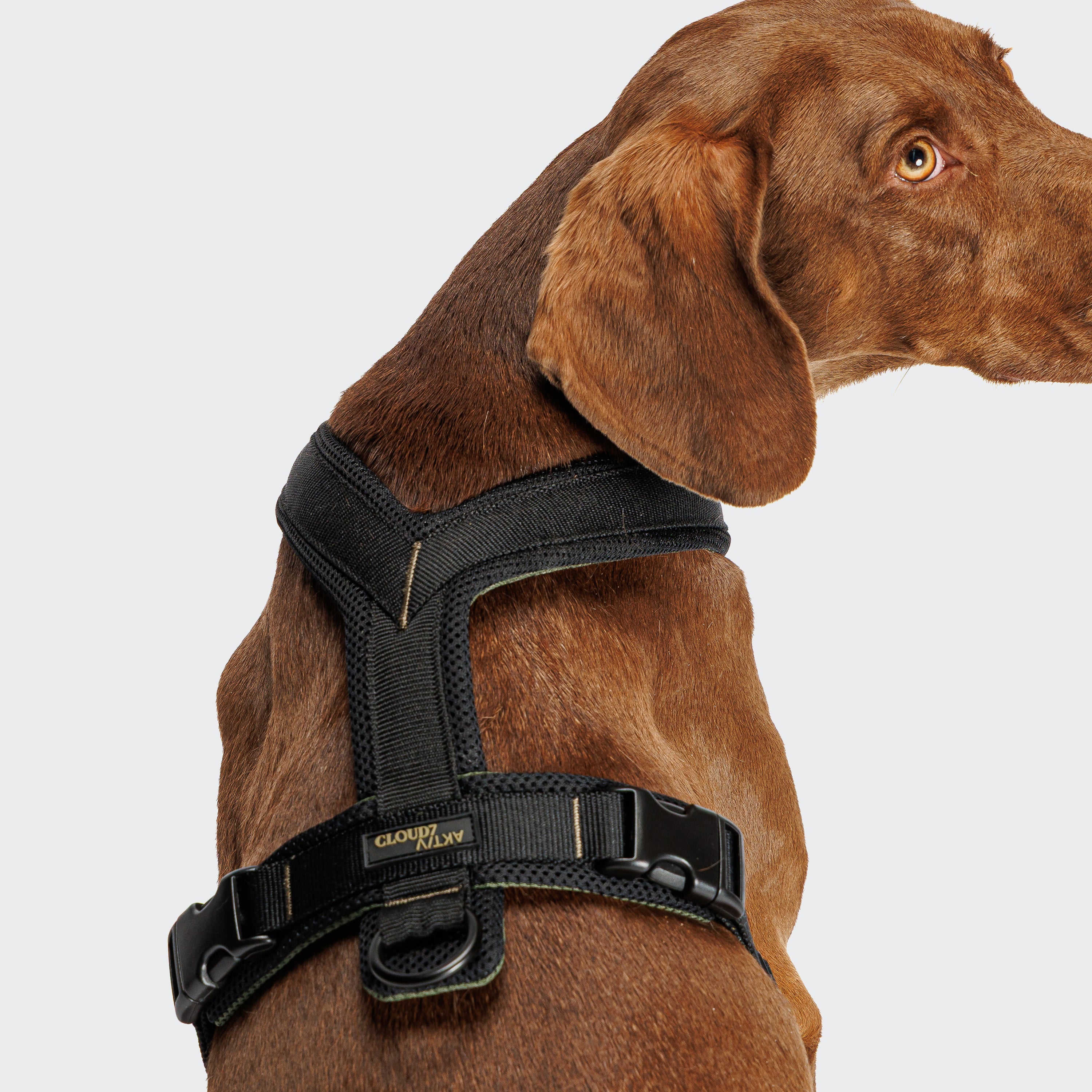 Cloud7 Y-1-Harness AKTIV Black Geschirr für Hunde wasserabweisend