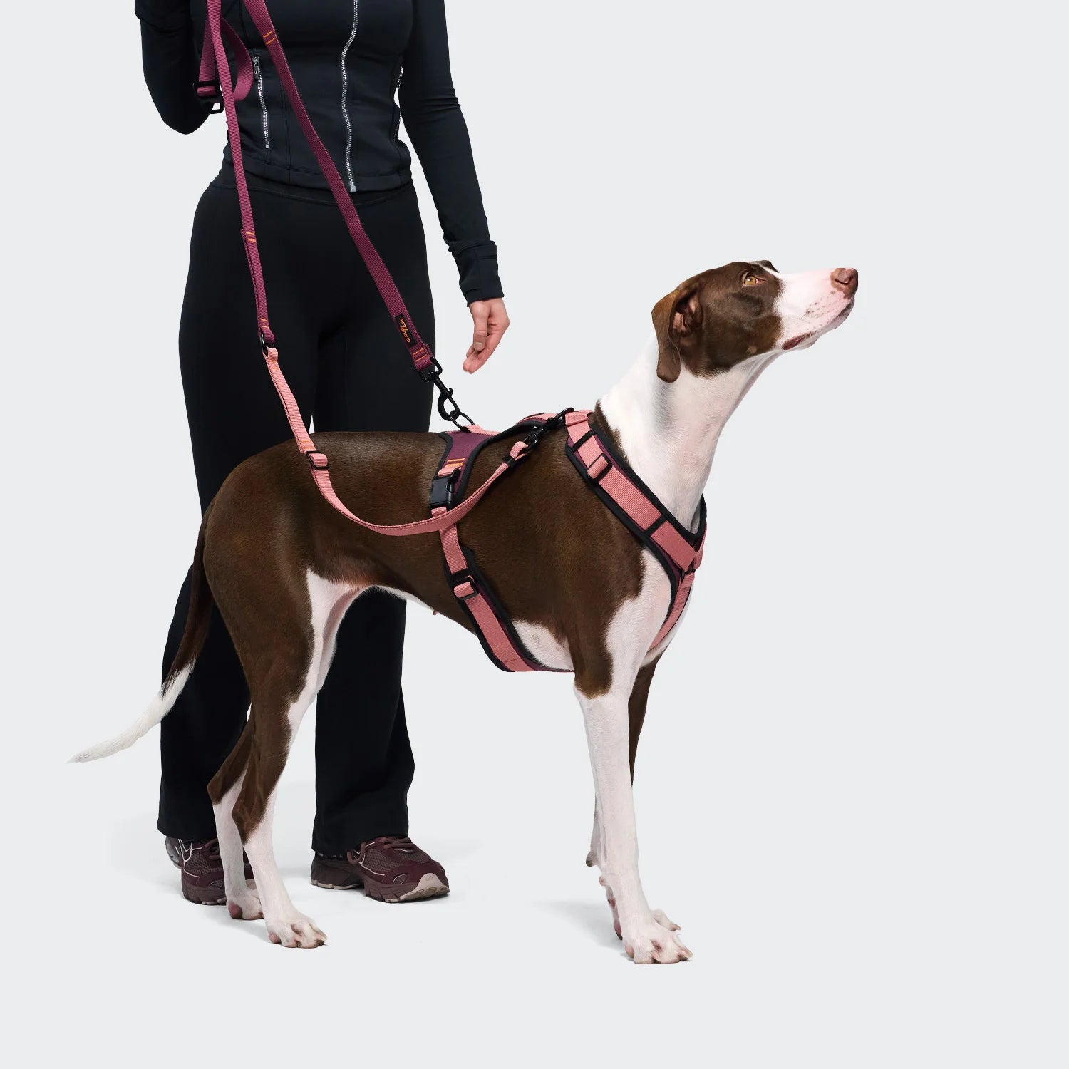 Cloud7 Y-3 Geschirr AKTIV Softshell Aubergine/Soft Rose