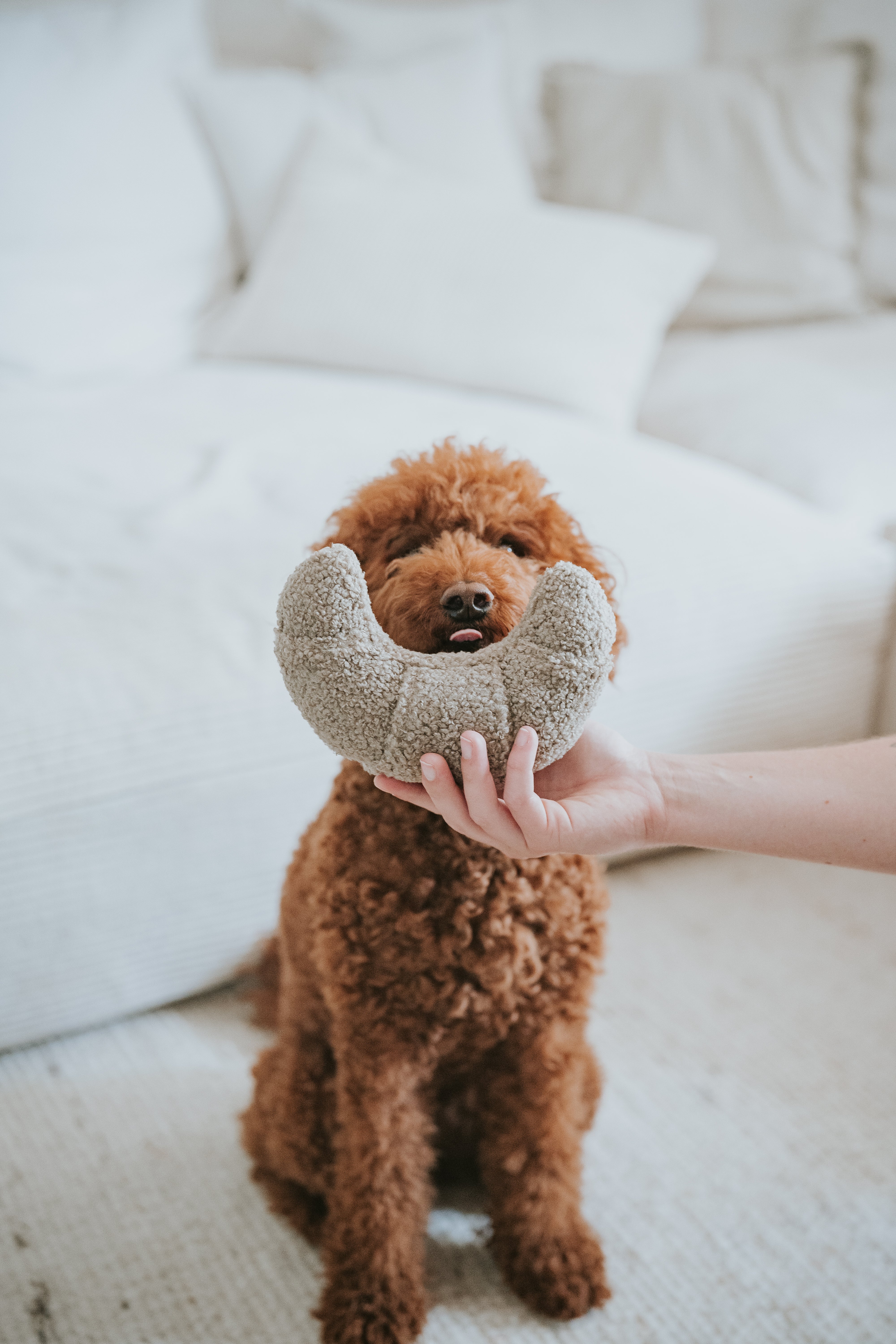 Lillabel Croissant Schnüffelspielzeug Hundespielzeug alleine lassen