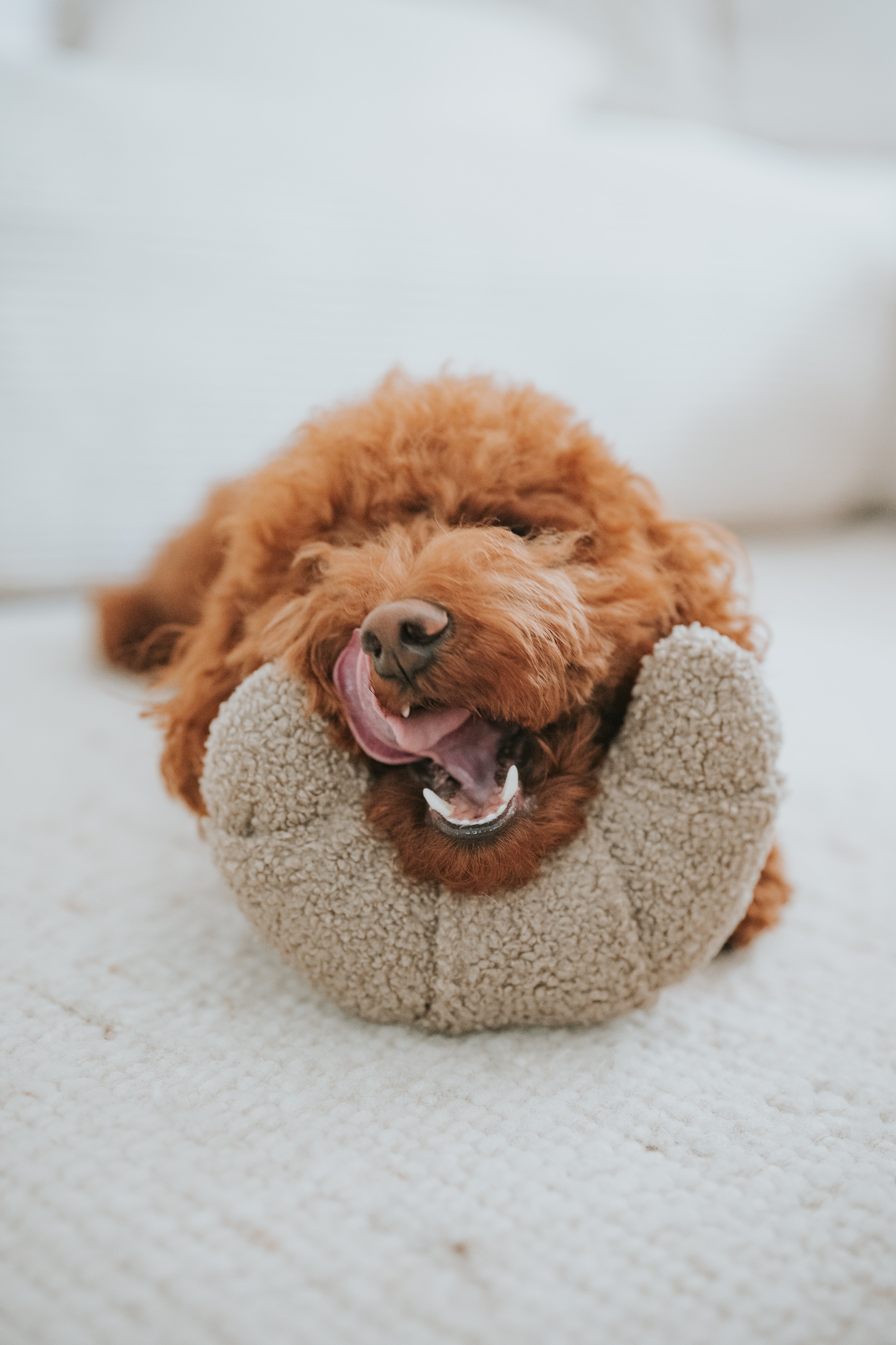 Lillabel Croissant Schnüffelspielzeug Hundespielzeug zur Beschäftigung