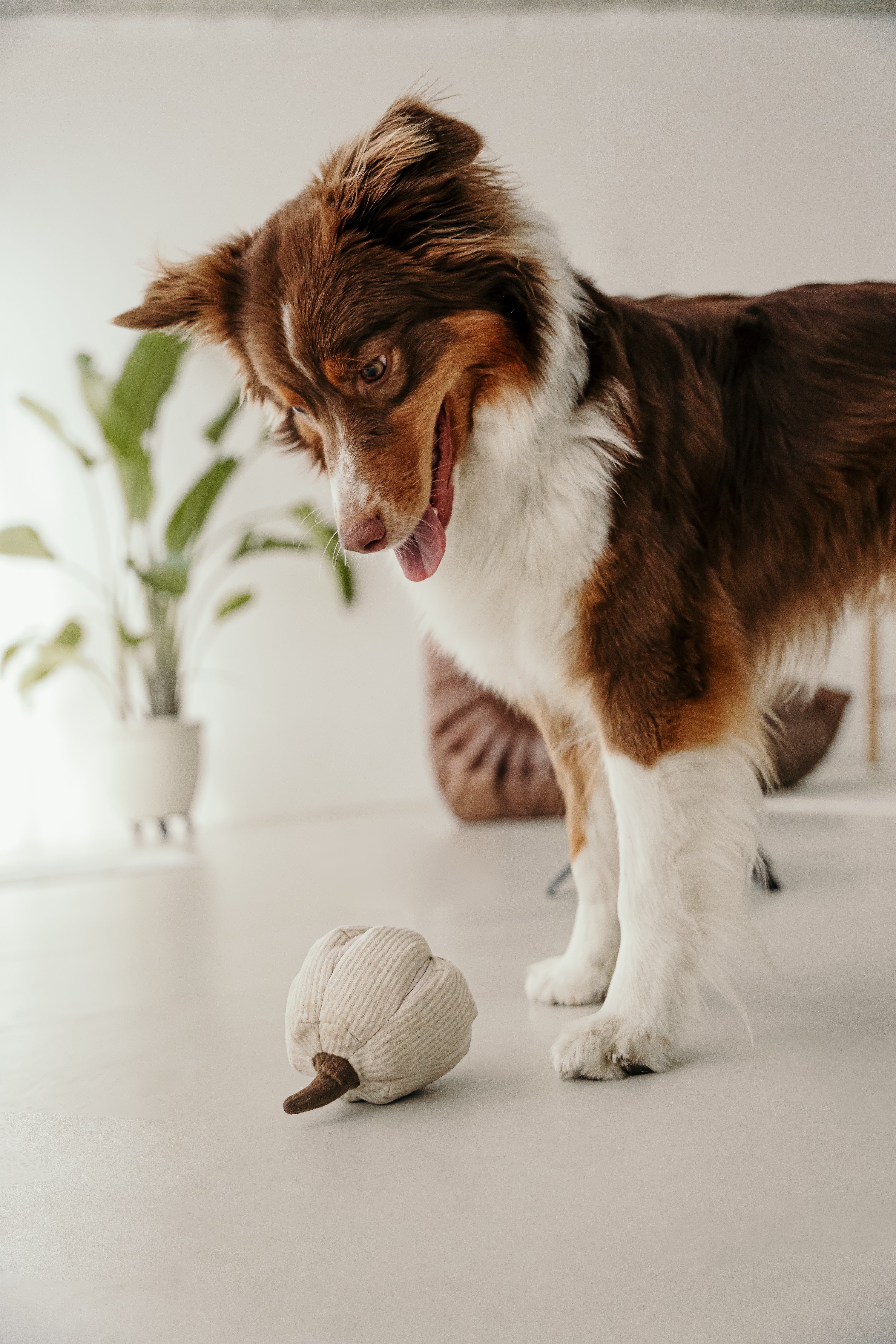 Lambwolf BOO Schnüffelkürbis Hundespielzeug Beschäftigungsspielzeug für Hunde