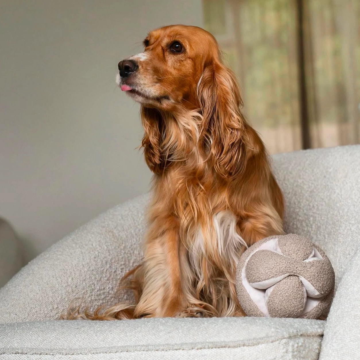 Lambwolf Monti Beschäftigungsspielzeug Schnüffelball Hafer Spielzeug für Hunde Hundespielzeug