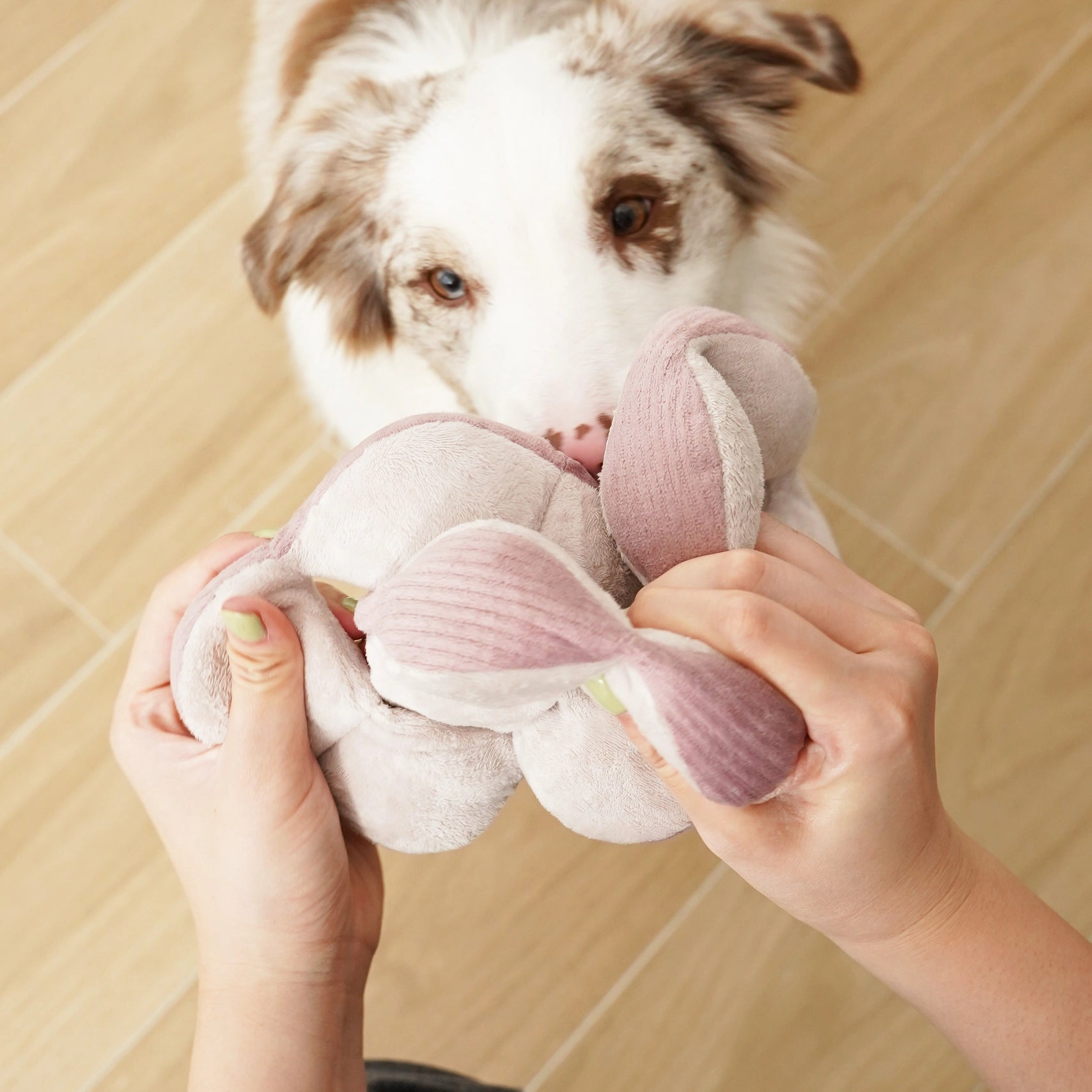 Lambwolf Monti Schnüffelball Purple Beschäftigungsspielzeug für Hunde ohne Quietscher