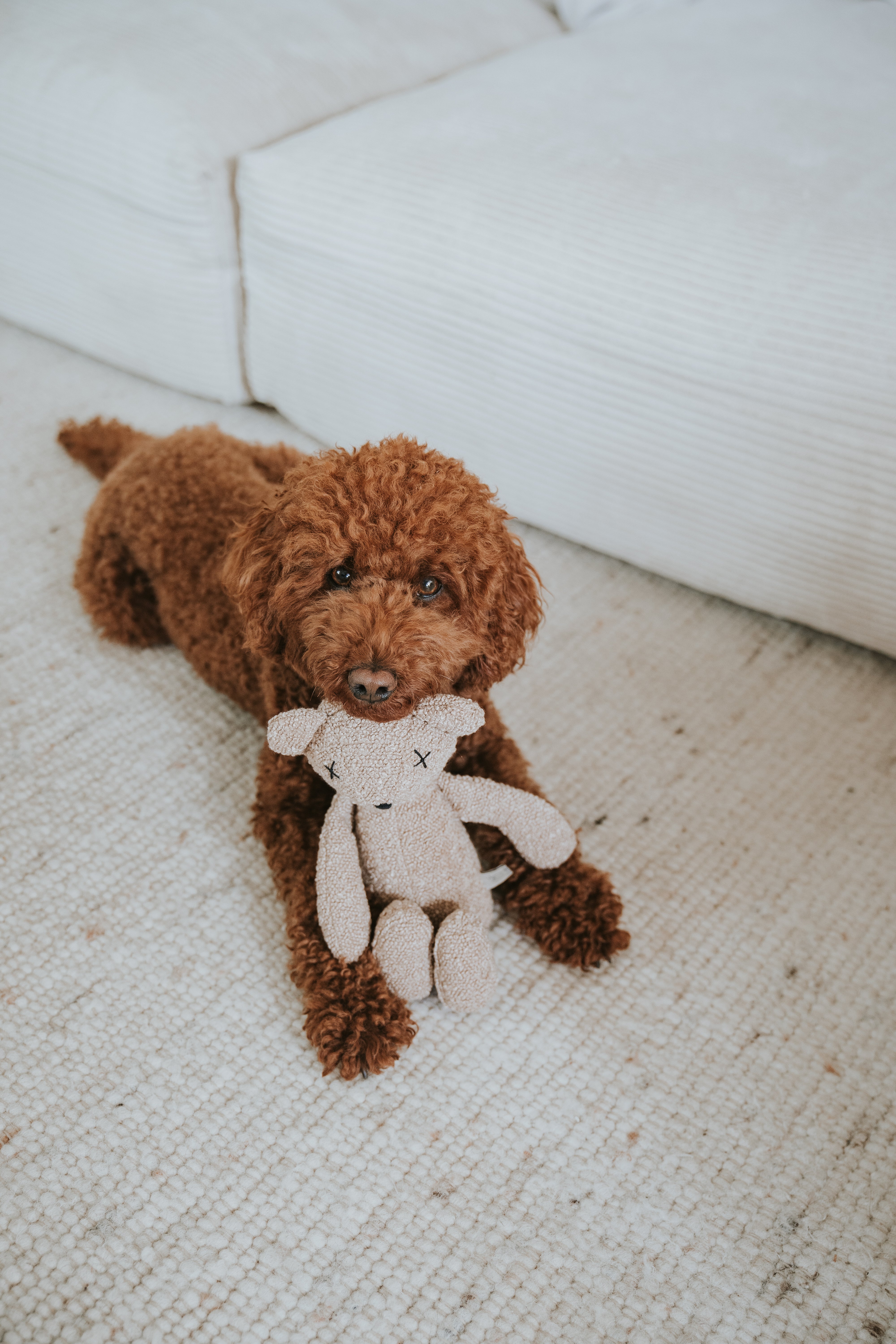 Lillabel Plüsch Hundespielzeug Bär Berty Beschäftigung Spielzeug Kuscheltier Hund