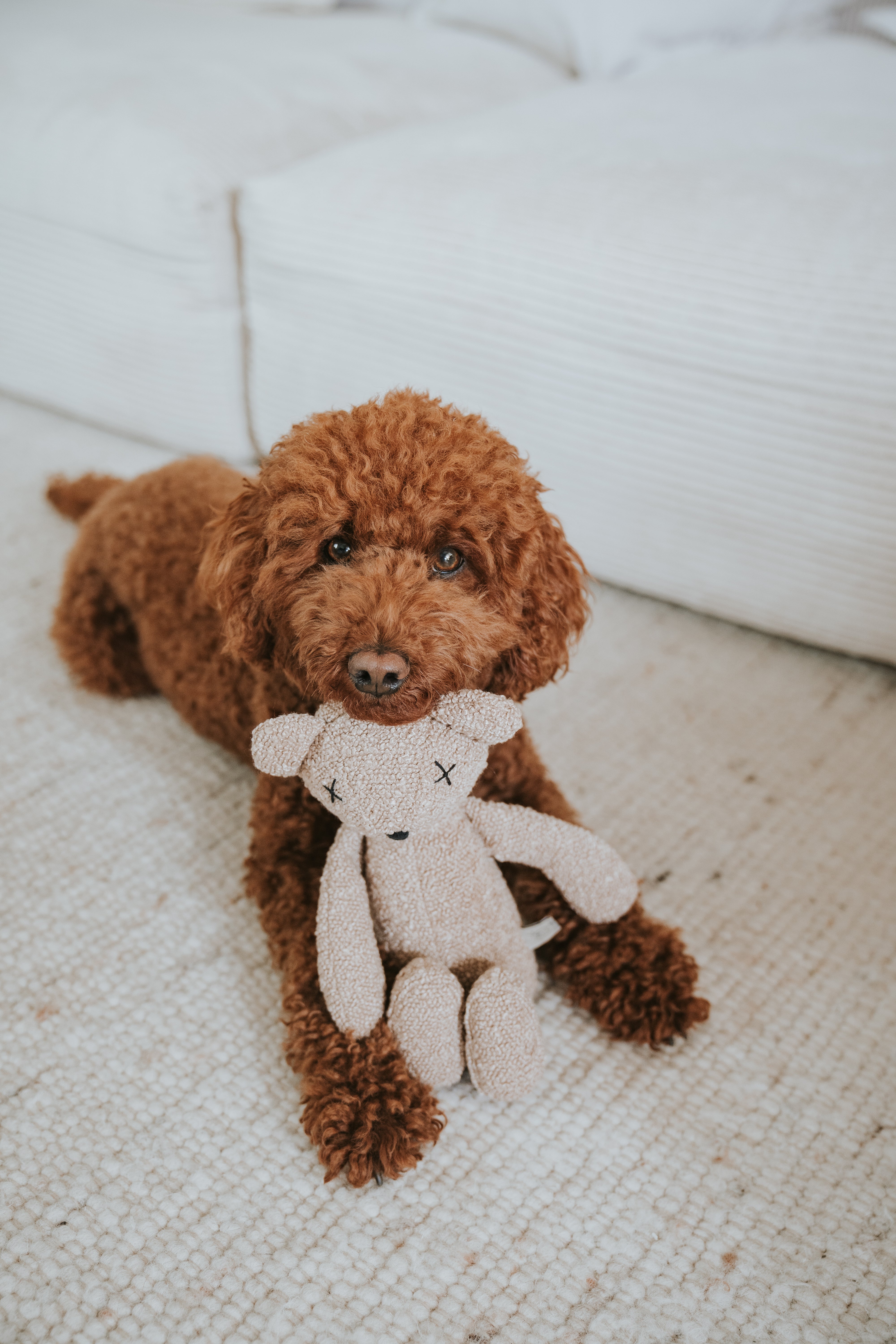 Lillabel Plüsch Hundespielzeug Bär Berty Spielzeug Kuscheltier Hund