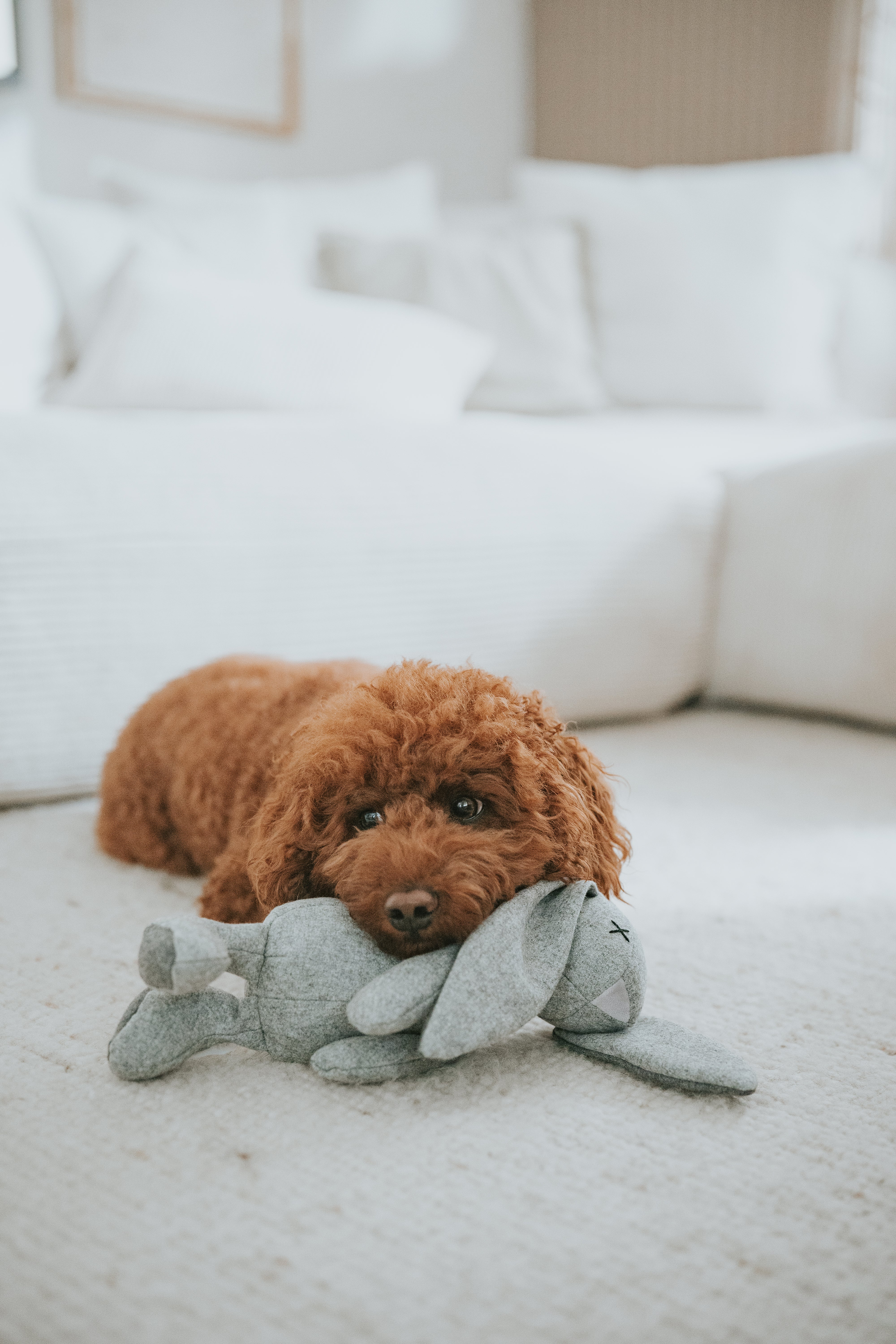 LILLABEL Plüsch Hundespielzeug Kaninchen Rupert Welpen Hunde Spielzeug Beschäftigung