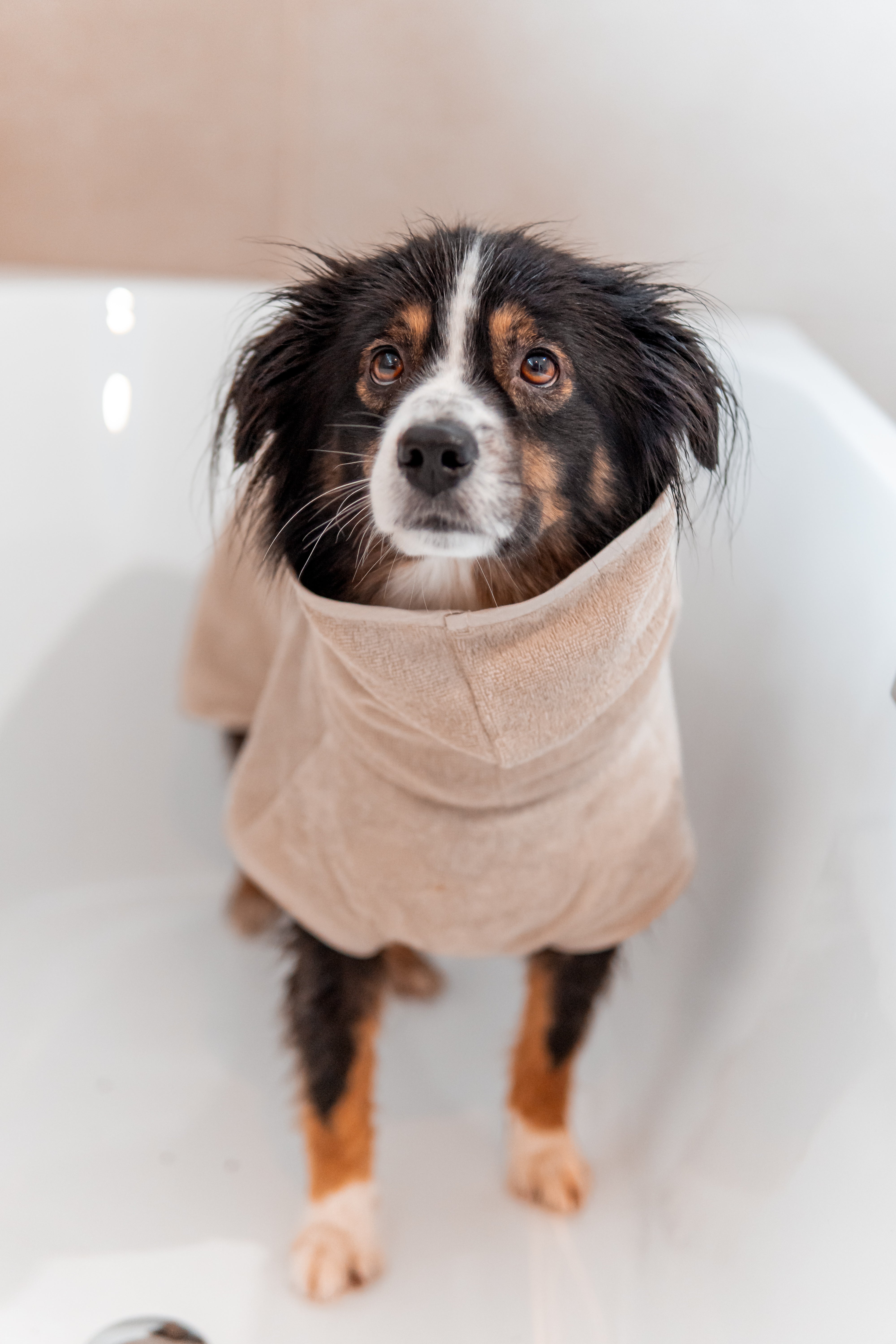 MiaCara Bagno Hundebademantel Greige Bademantel Hund Fellpflege