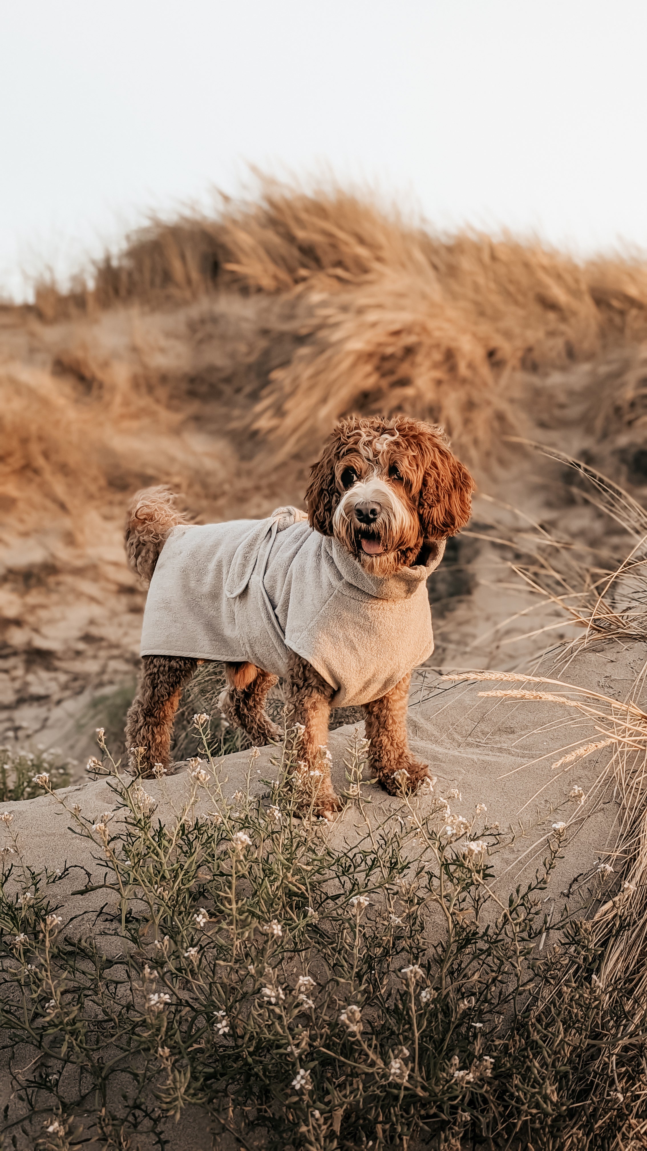 MiaCara Bagno Hundebademantel Greige Handtuch Bademantel Hund Fellpflege Duschen