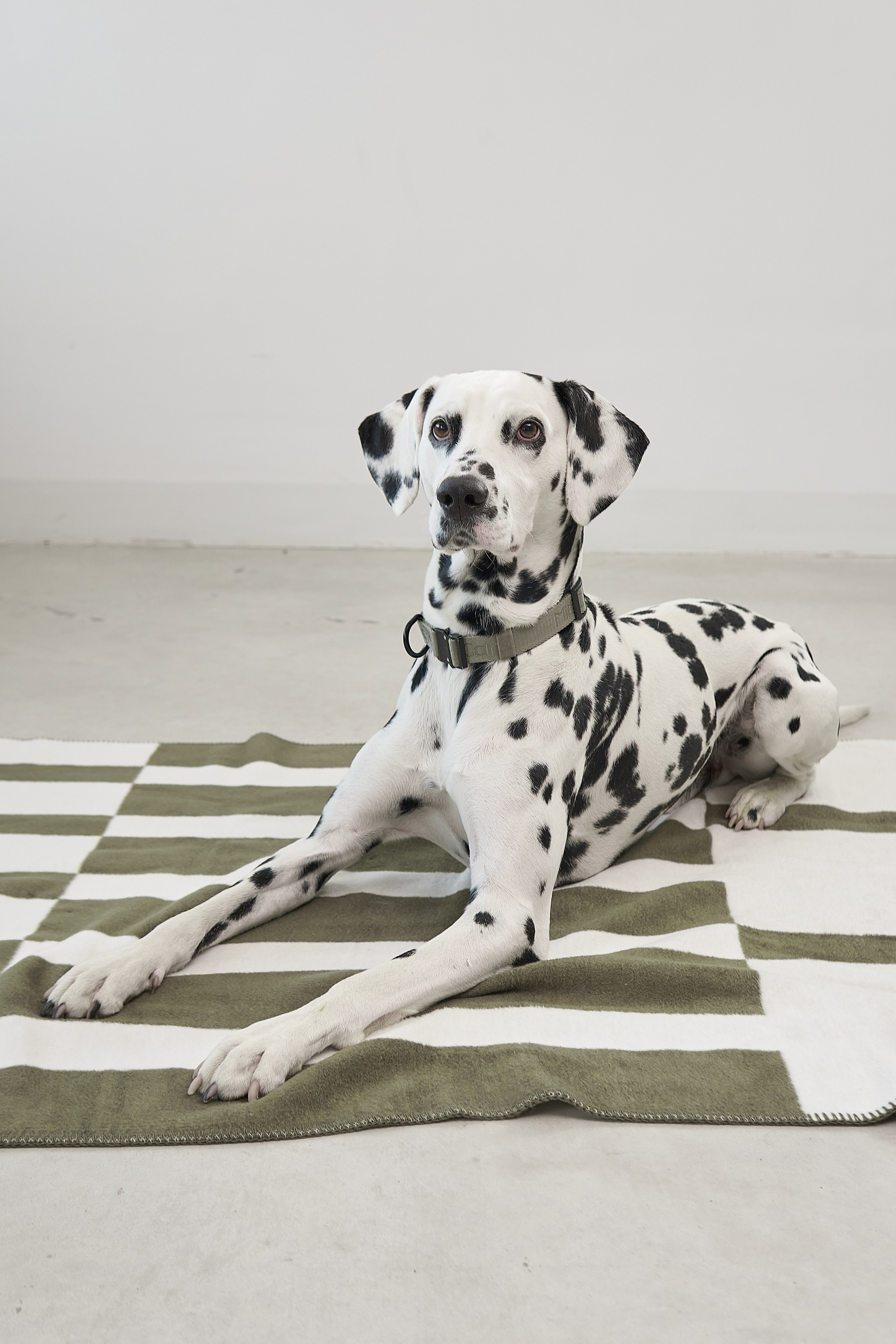 MiaCara Blocco Hundedecke Grolive Decke für Hunde waschmaschinengeeignet Baumwolle 