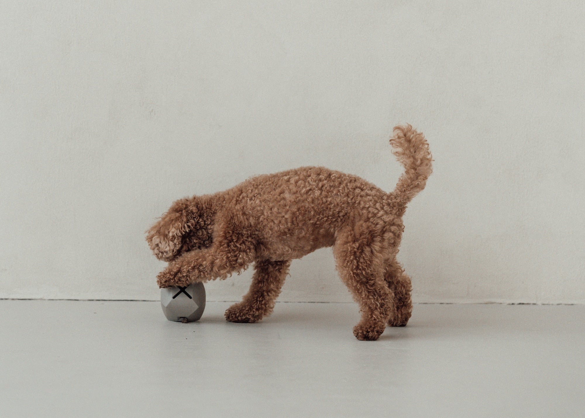 MiaCara Dado Beschäftigungsspielzeug Naturkautschuk für Hunde Hundespielzeug