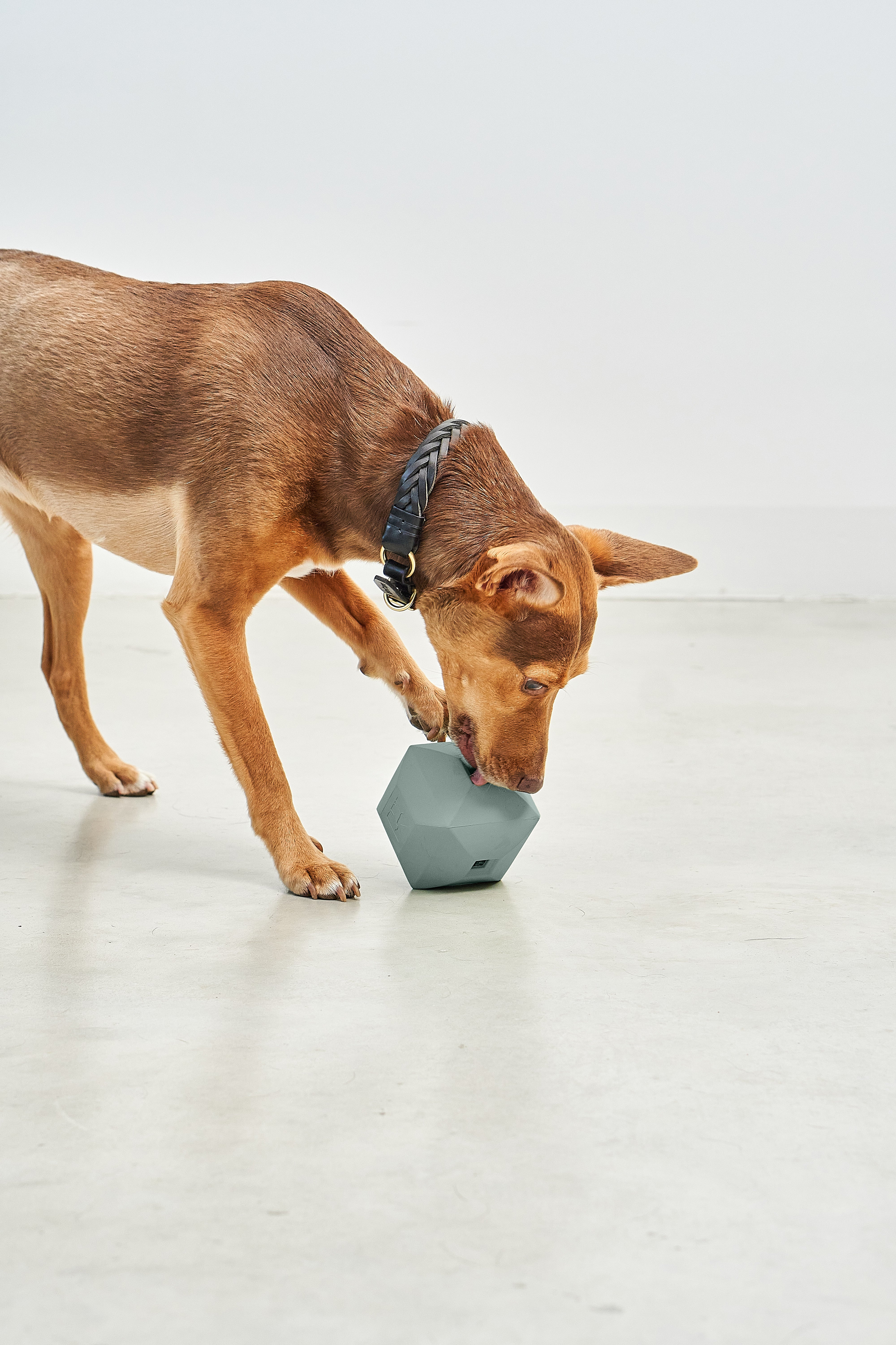 MiaCara Dado Beschäftigungsspielzeug Naturkautschuk Eucalyptus Hundespielzeug