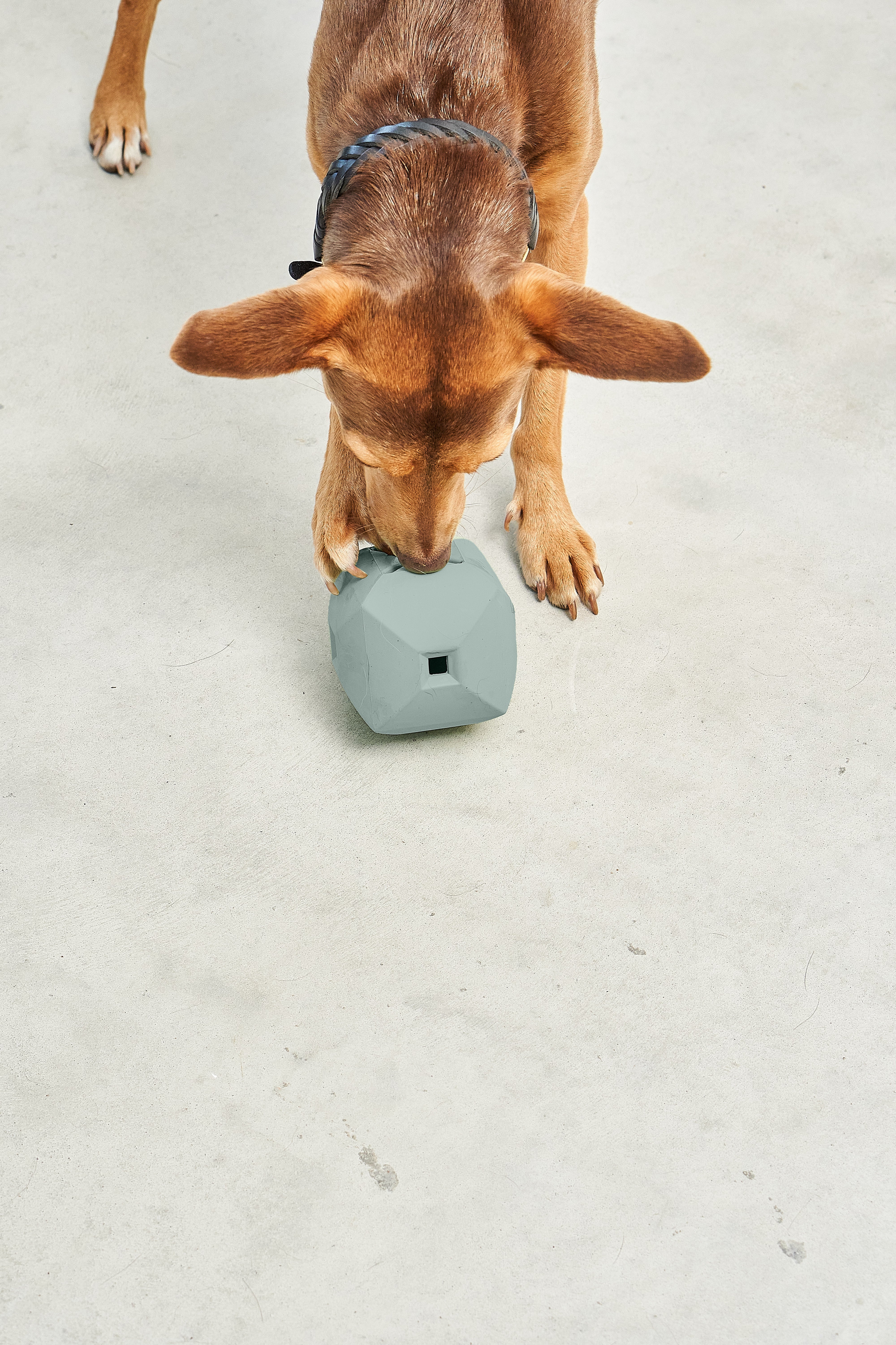 MiaCara Dado Beschäftigungsspielzeug Naturkautschuk Eucalyptus Schnüffelspielzeug für Hunde