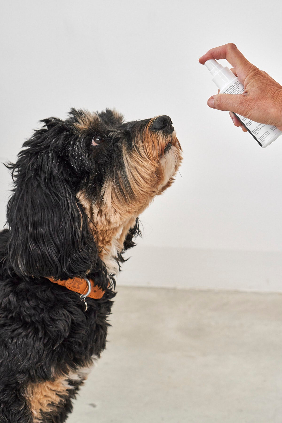 MiaCara Gengiva Hundezahnspray Zahnpflege Hunde