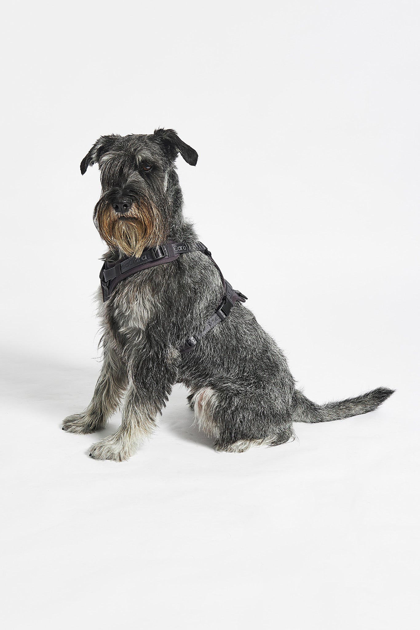 MiaCara Geschirr Modena Asphalt verstellbares Hundegeschirr in grau