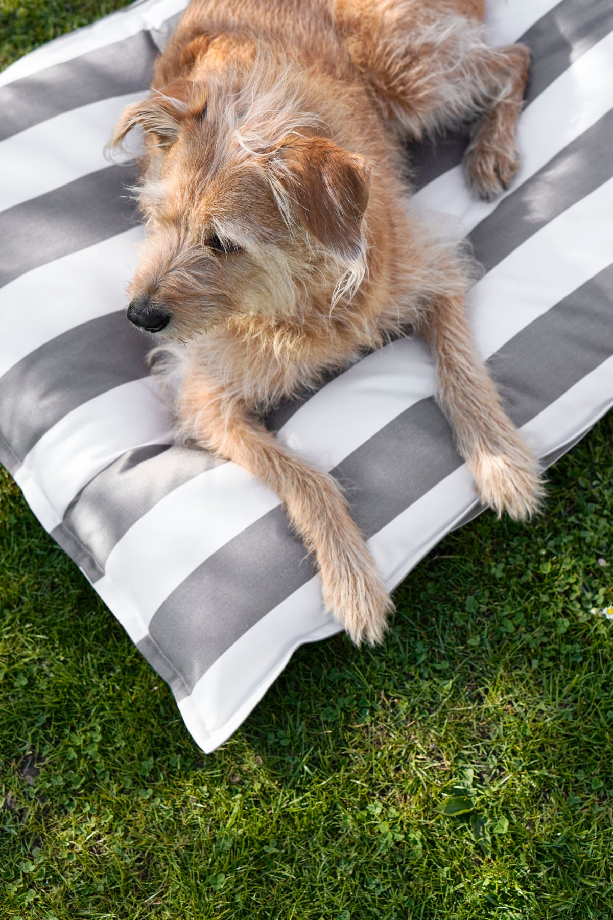 MiaCara Giardino Hundekissen Slim Outdoor Off-White/Taupe Hundekissen Balkon