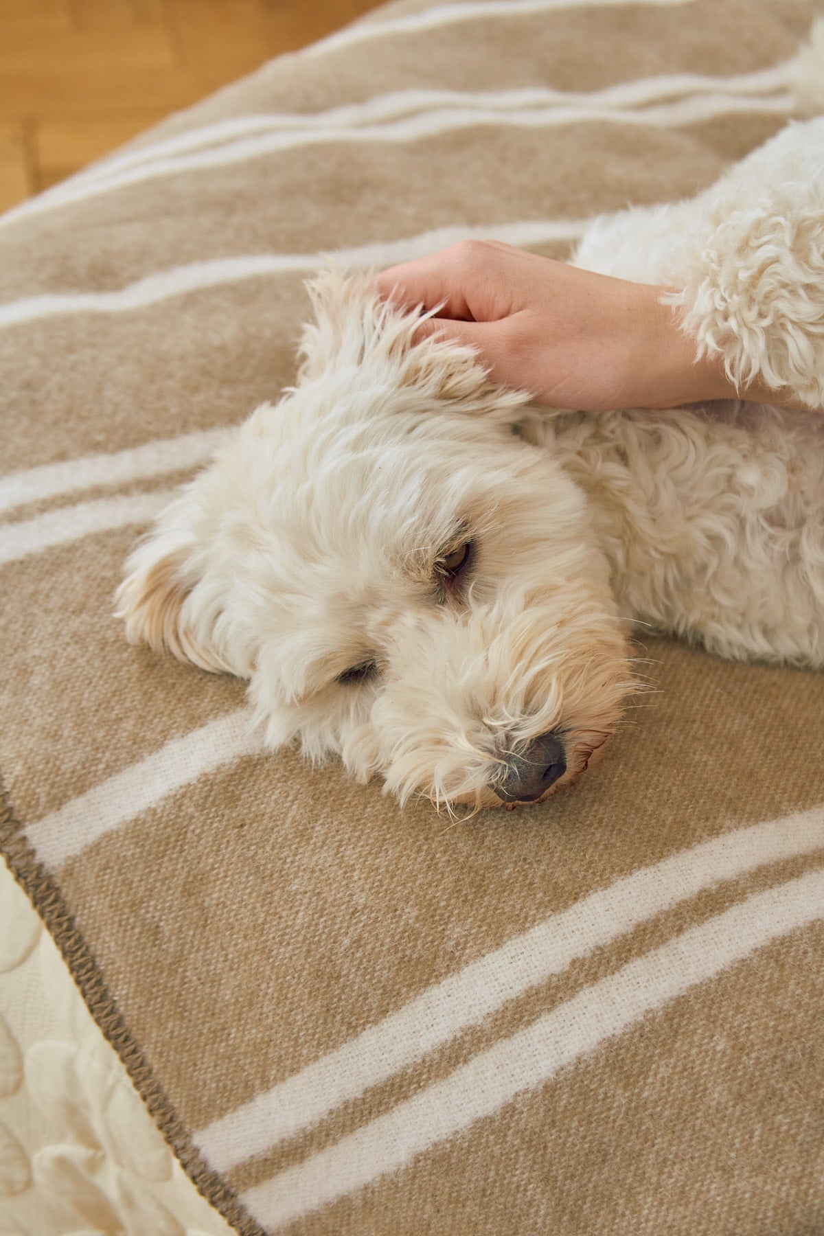MiaCara Hundedecke Rigato Wolle Chai Creme Hundedecke waschbar