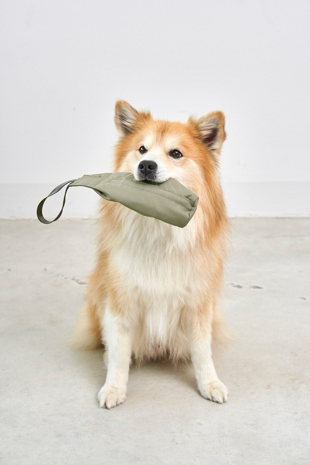MiaCara Lancio Futterdummy Grolive Apportieren mit Hund