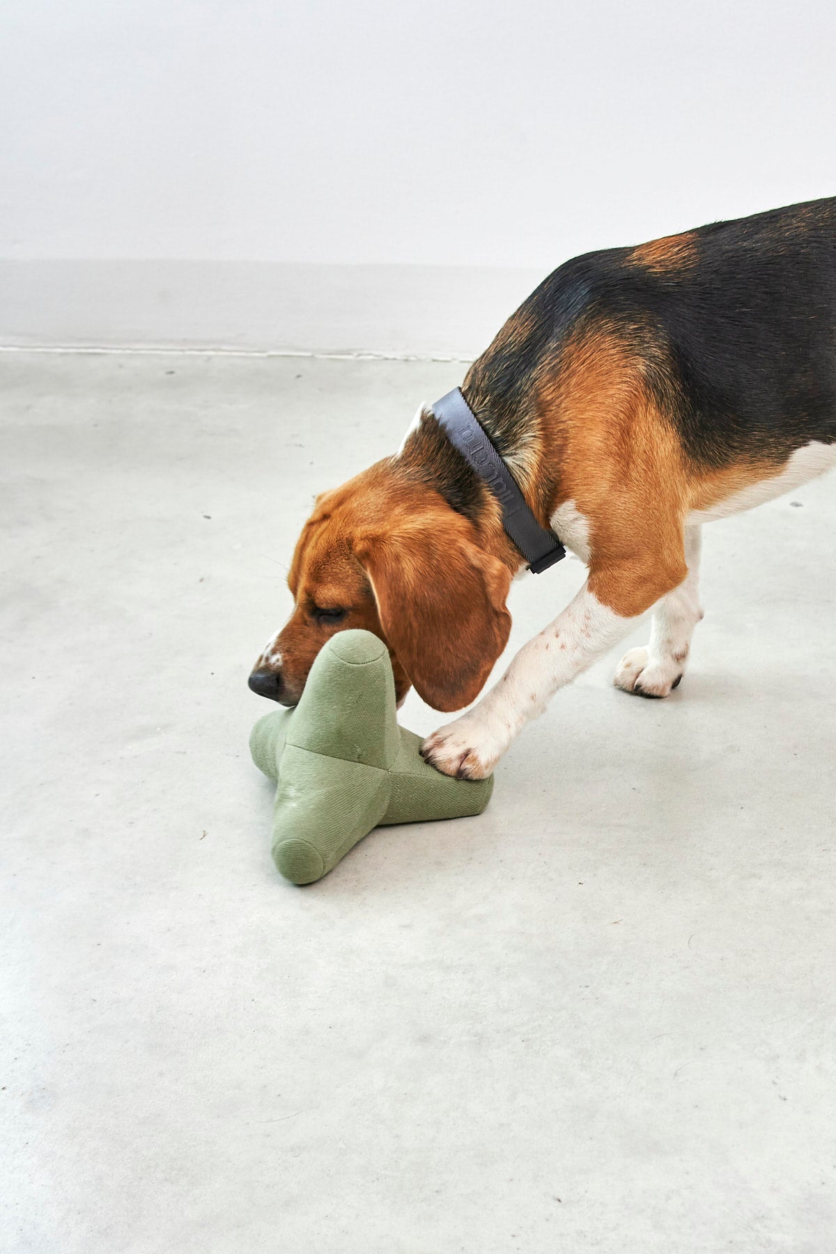 MiaCara Quattro Hundespielzeug Dusty Green Design für Hunde