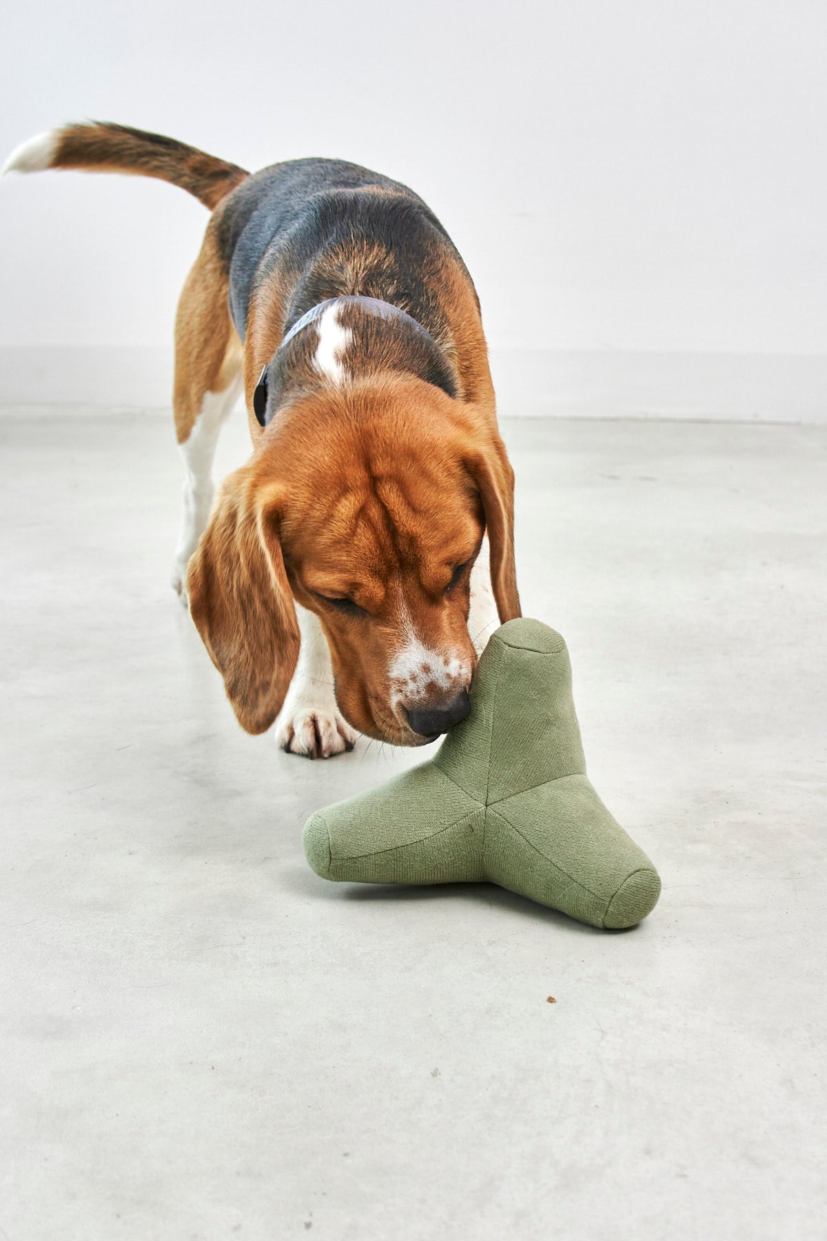 MiaCara Quattro Hundespielzeug Dusty Green Hundespielzeug ohne Quietscher