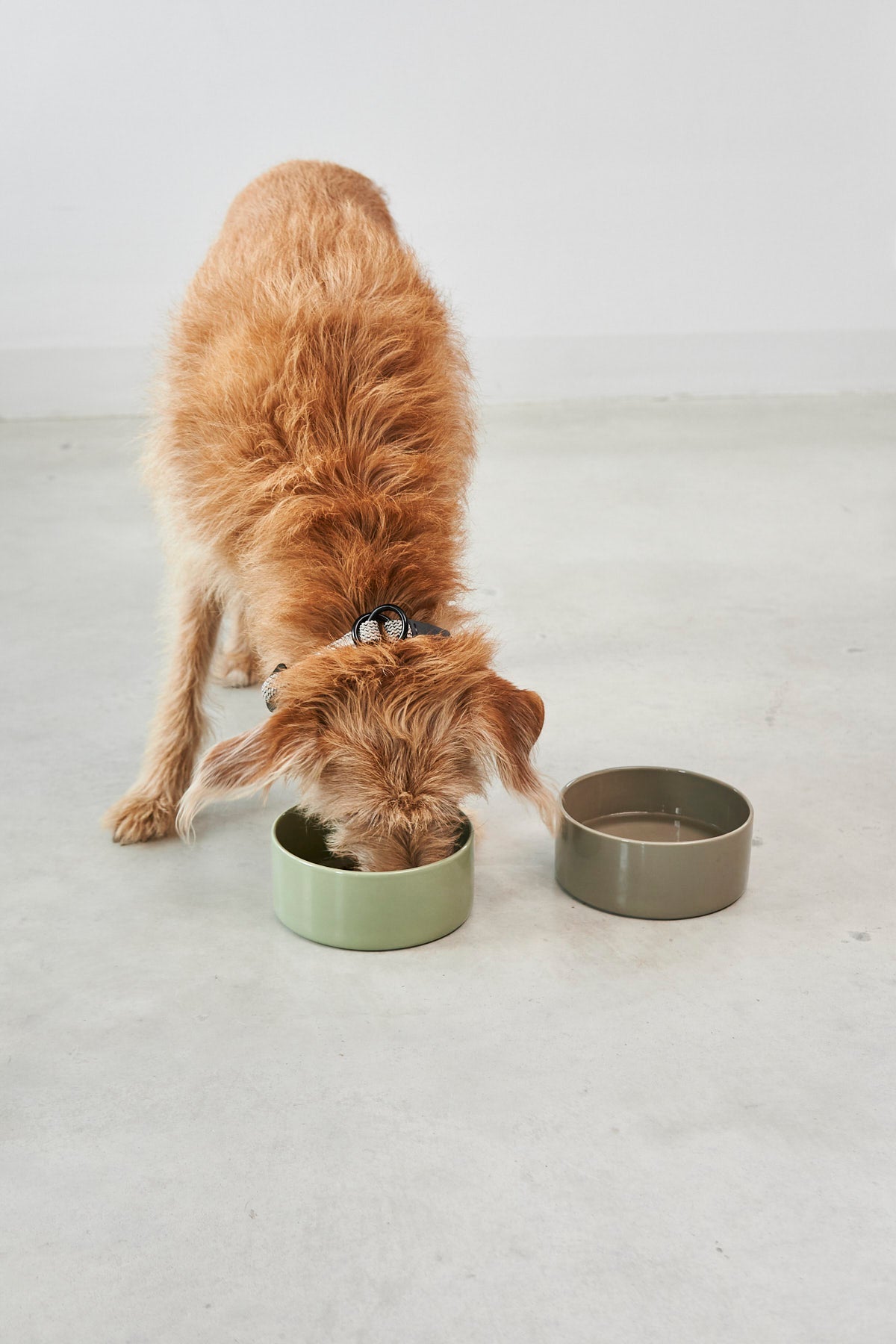 Scodella Hundenapf Meadow