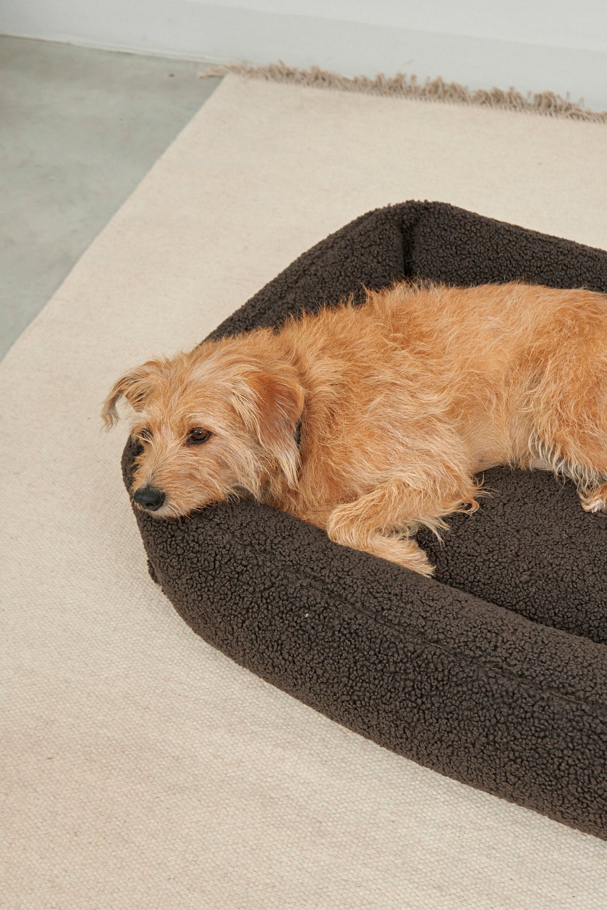 MiaCara Senso Box-Bett Schokolade Hundebett mit Rand