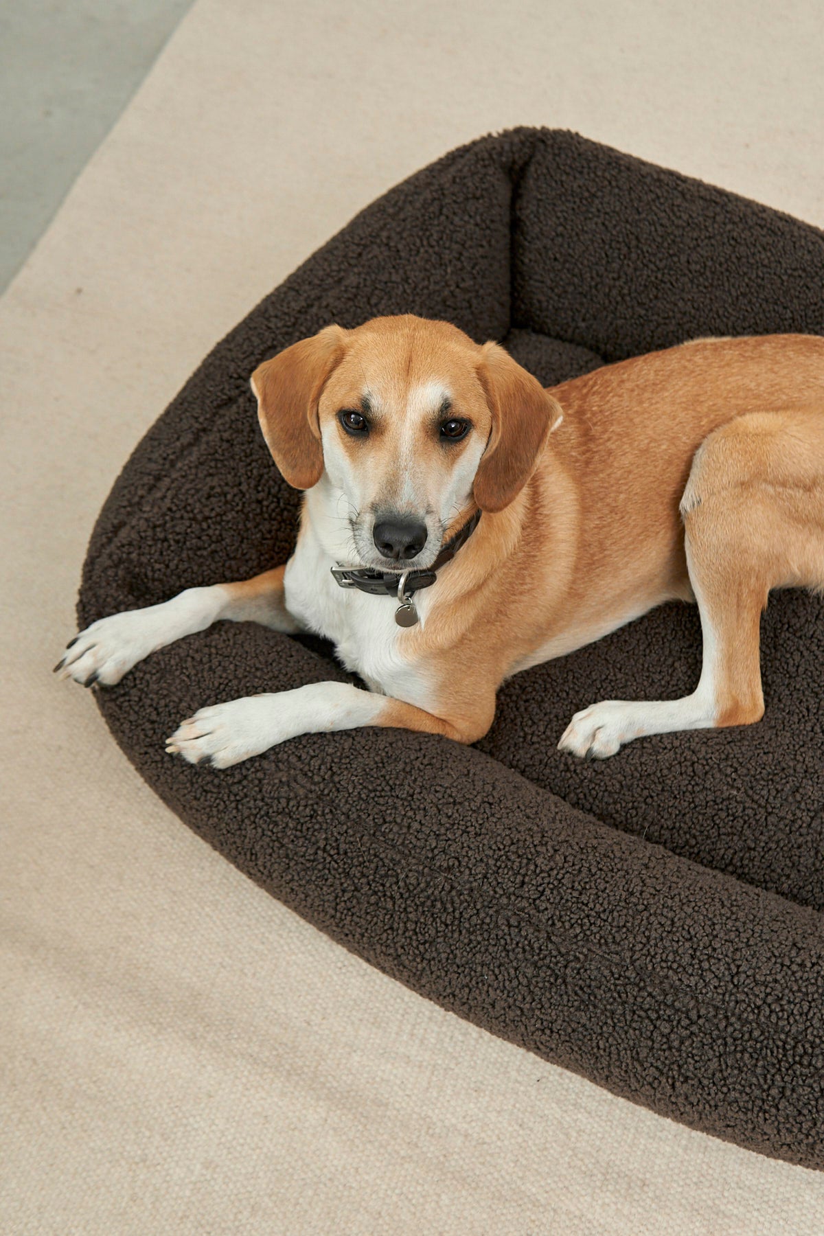 MiaCara Senso Box-Bett Schokolade orthopädisches Hundebett