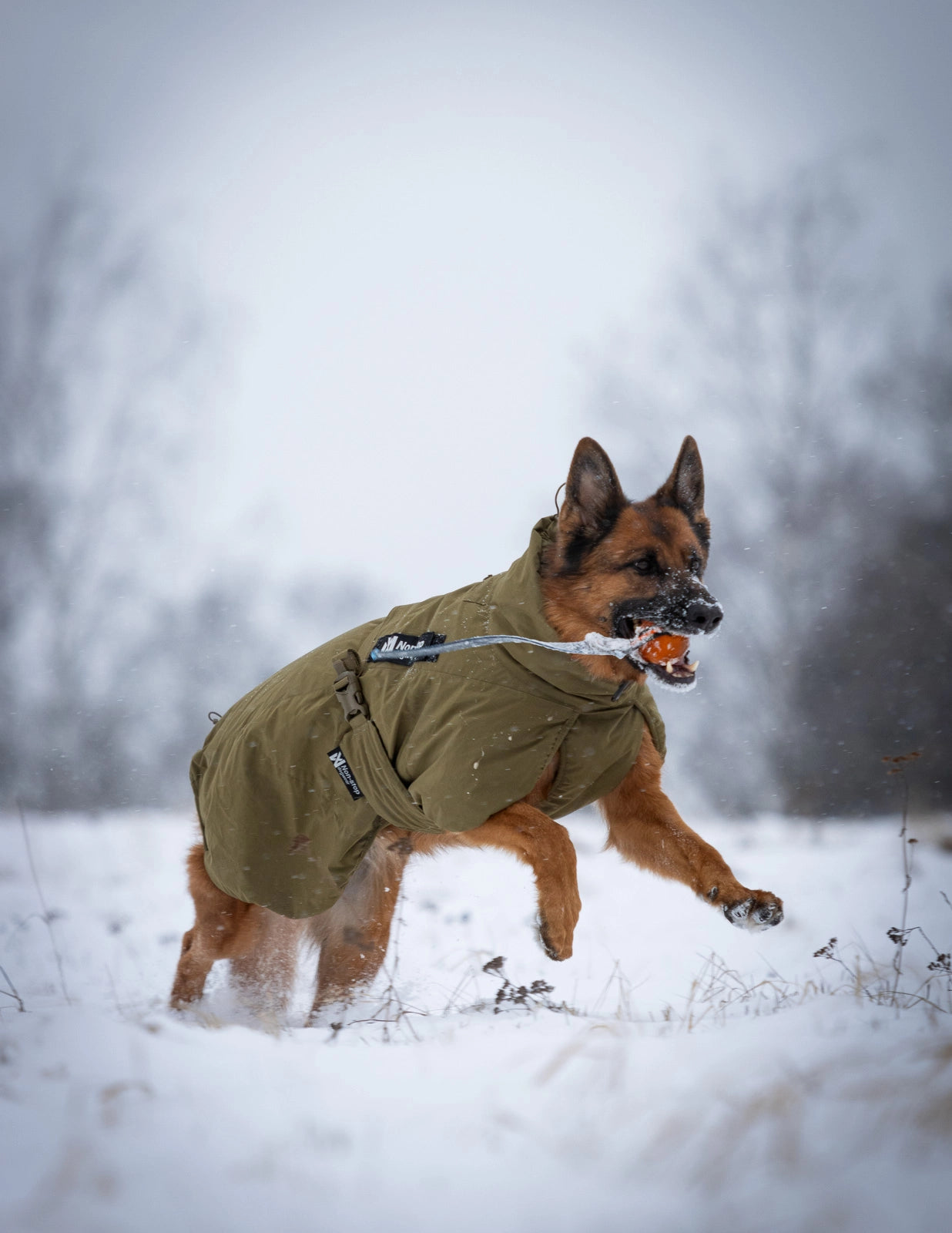 Non-Stop Dogwear Glacier Jacket WD Khakifarbene Hundejacke fuer Hundearbeit