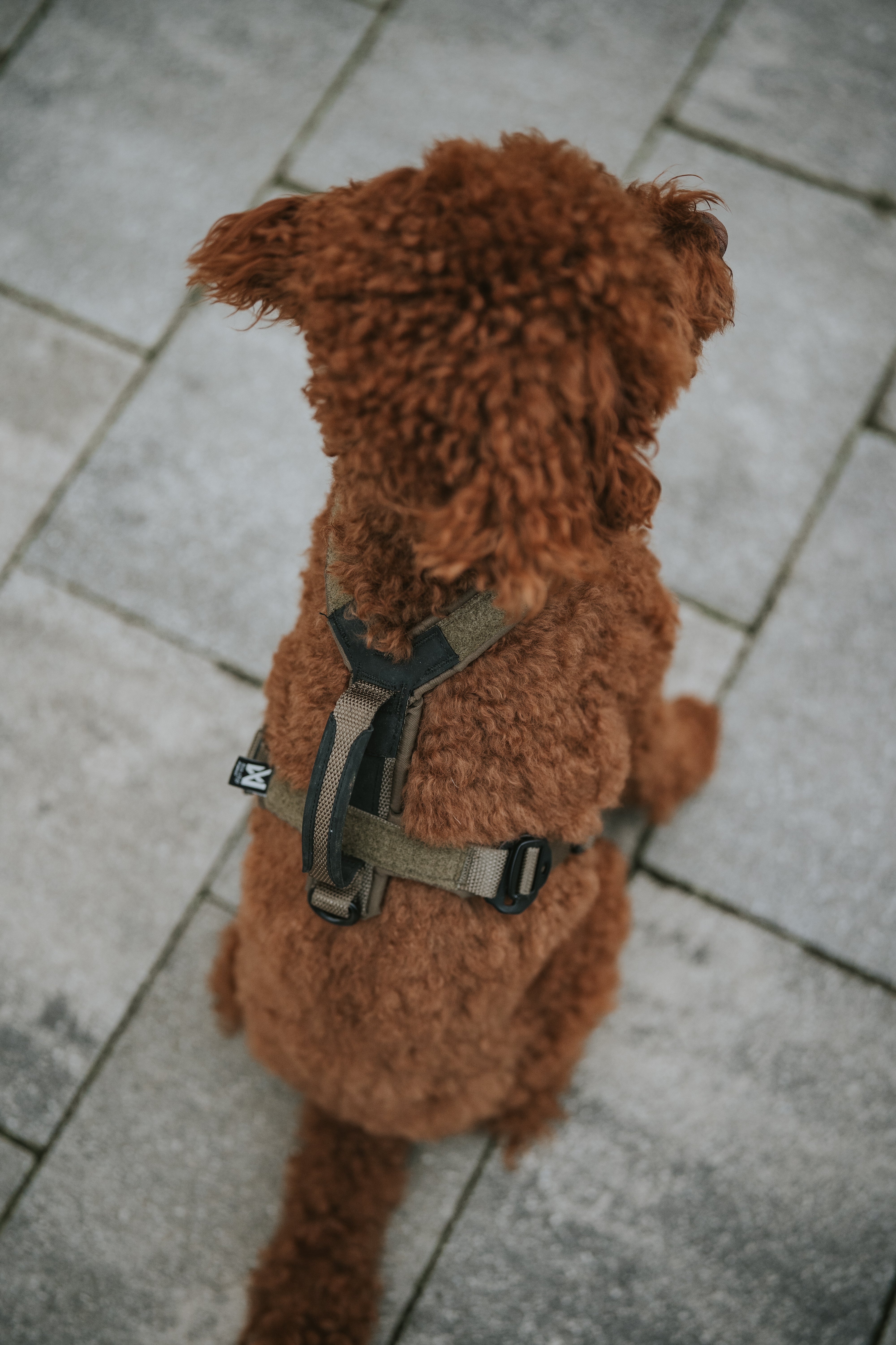 Non-Stop Dogwear Line harness Grip WD Hundegeschirr Geschirr für Hunde