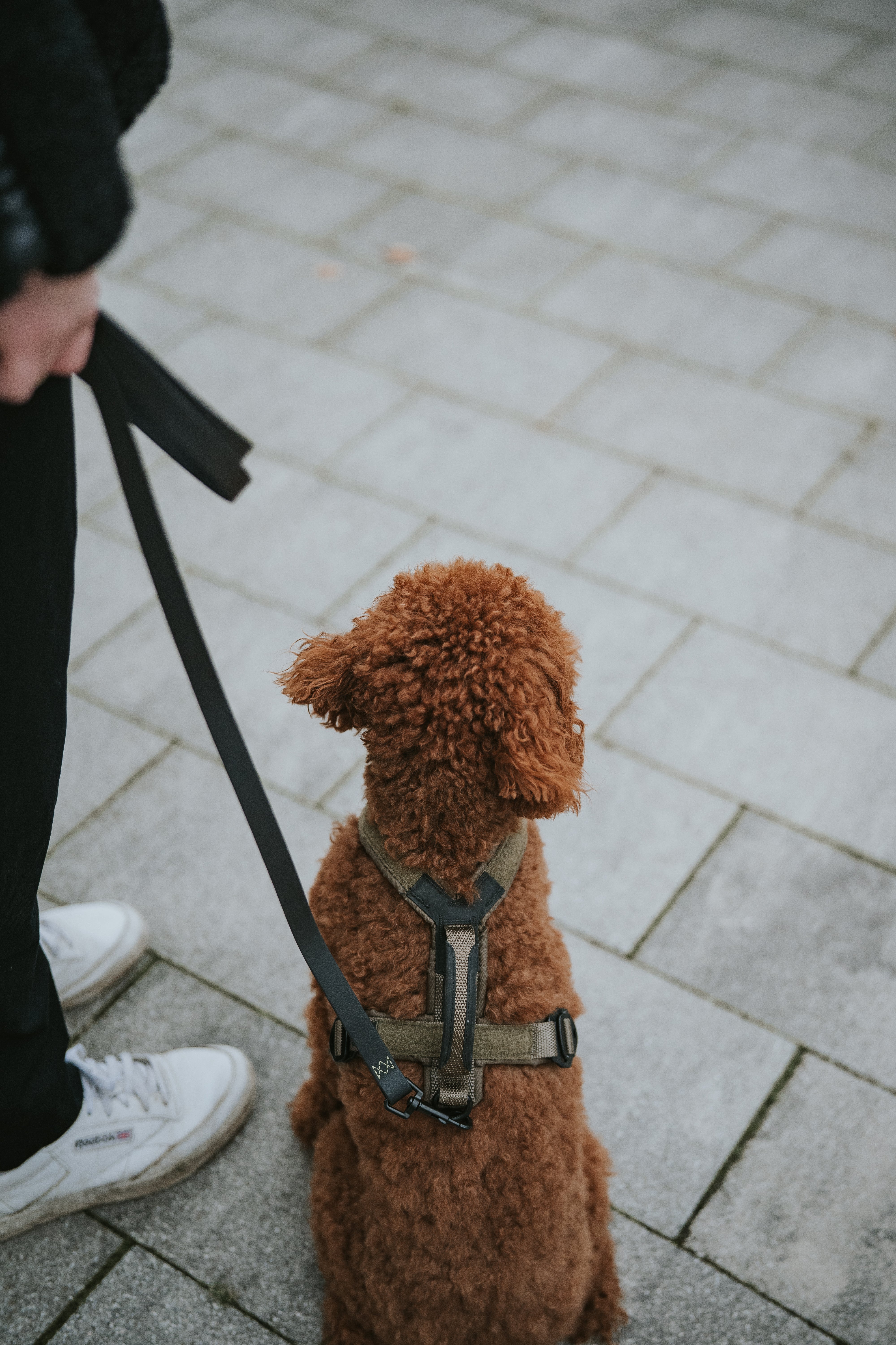 Non-Stop Dogwear Line harness Grip WD Hundegeschirr Hundegeschirr Dark Olive Dunkelgrün