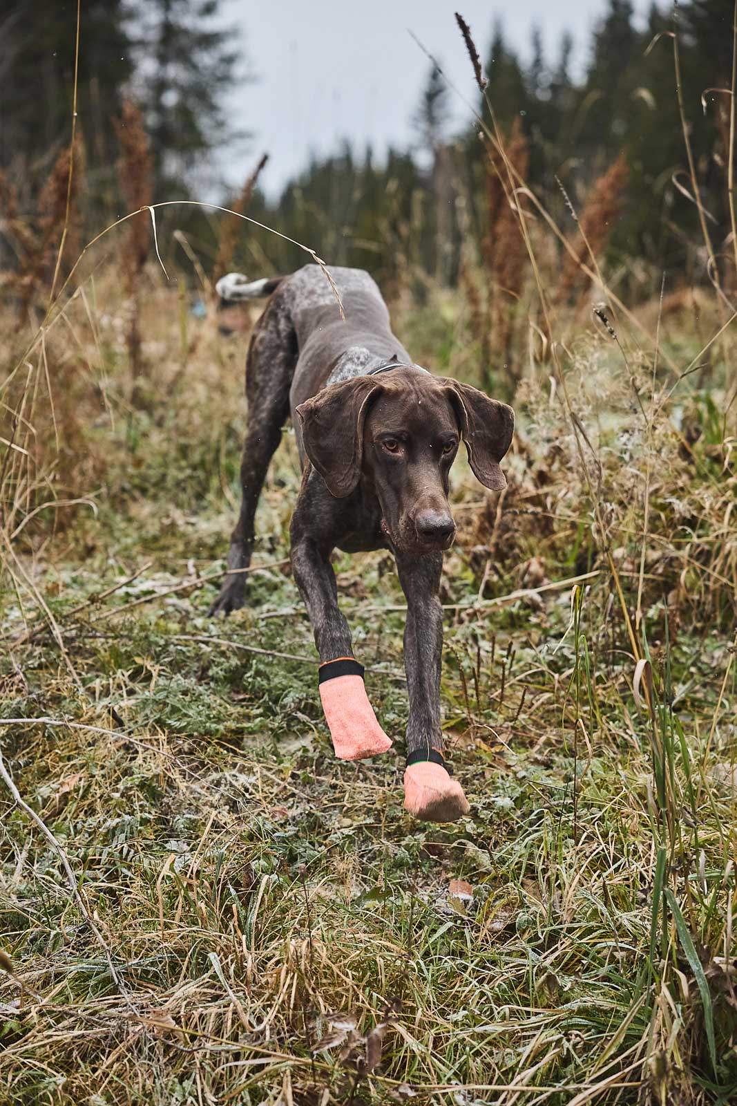 Non-Stop Dogwear Protector Light Socks Hundesocken Viererpack