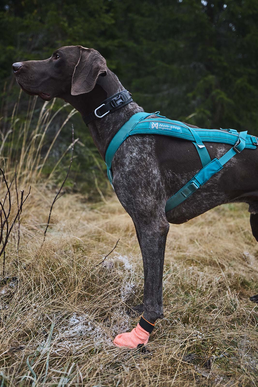 Non-Stop Dogwear Protector Light Socks Hundesocken fuer Hundesport