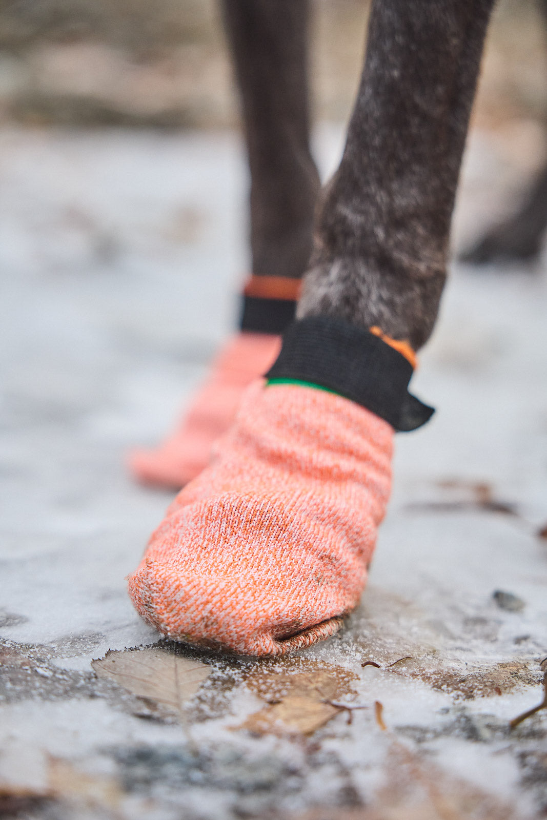 Non-Stop Dogwear Protector Light Socks helle Hundesocken