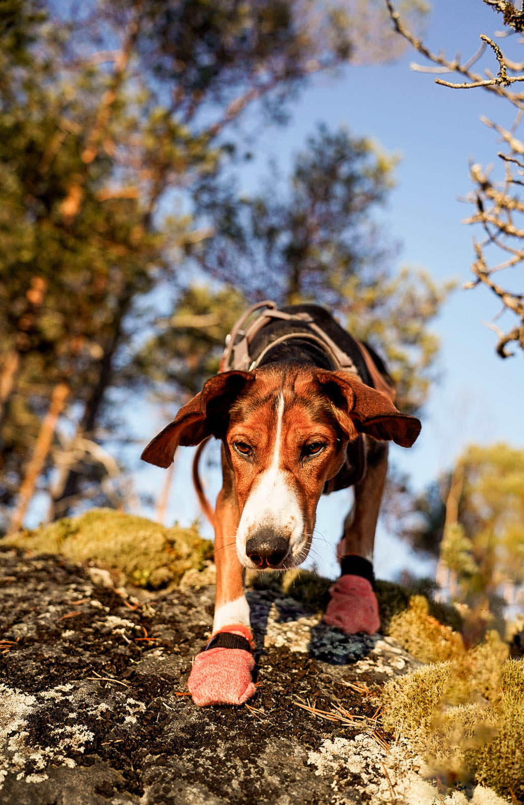 Non-Stop Dogwear Protector Light Socks vier Hundesocken