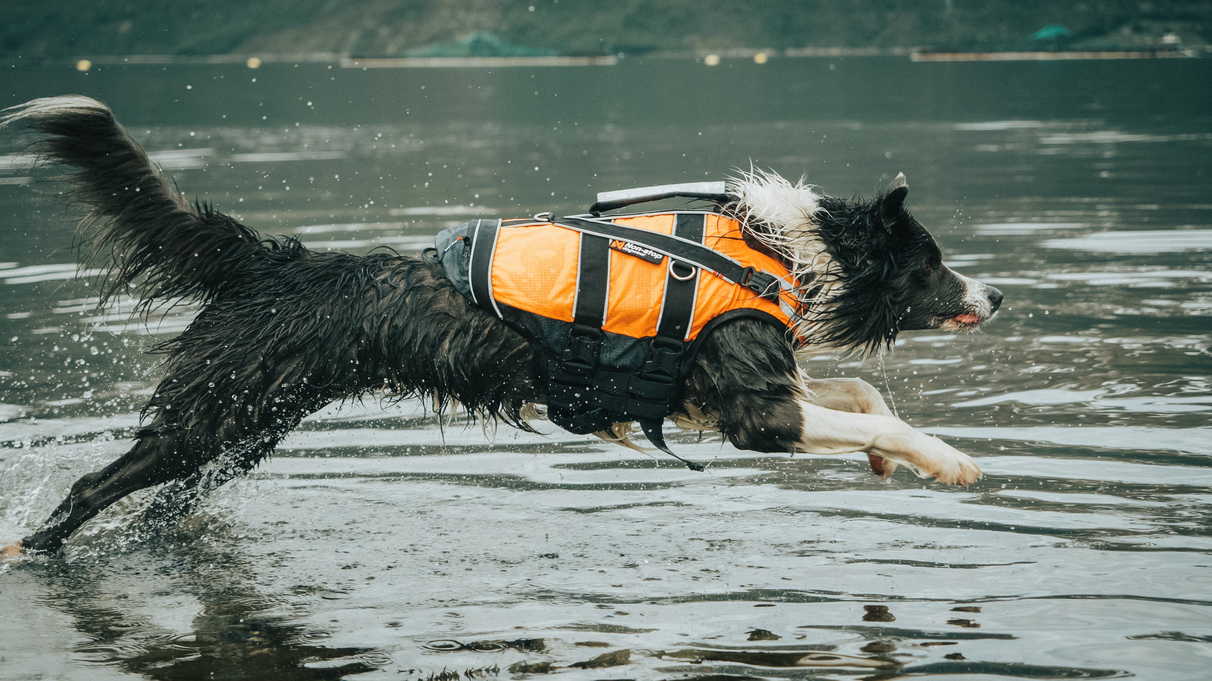 Non-stop Dogwear Safe Life Jacket 2.0 lange Hundeschwimmweste