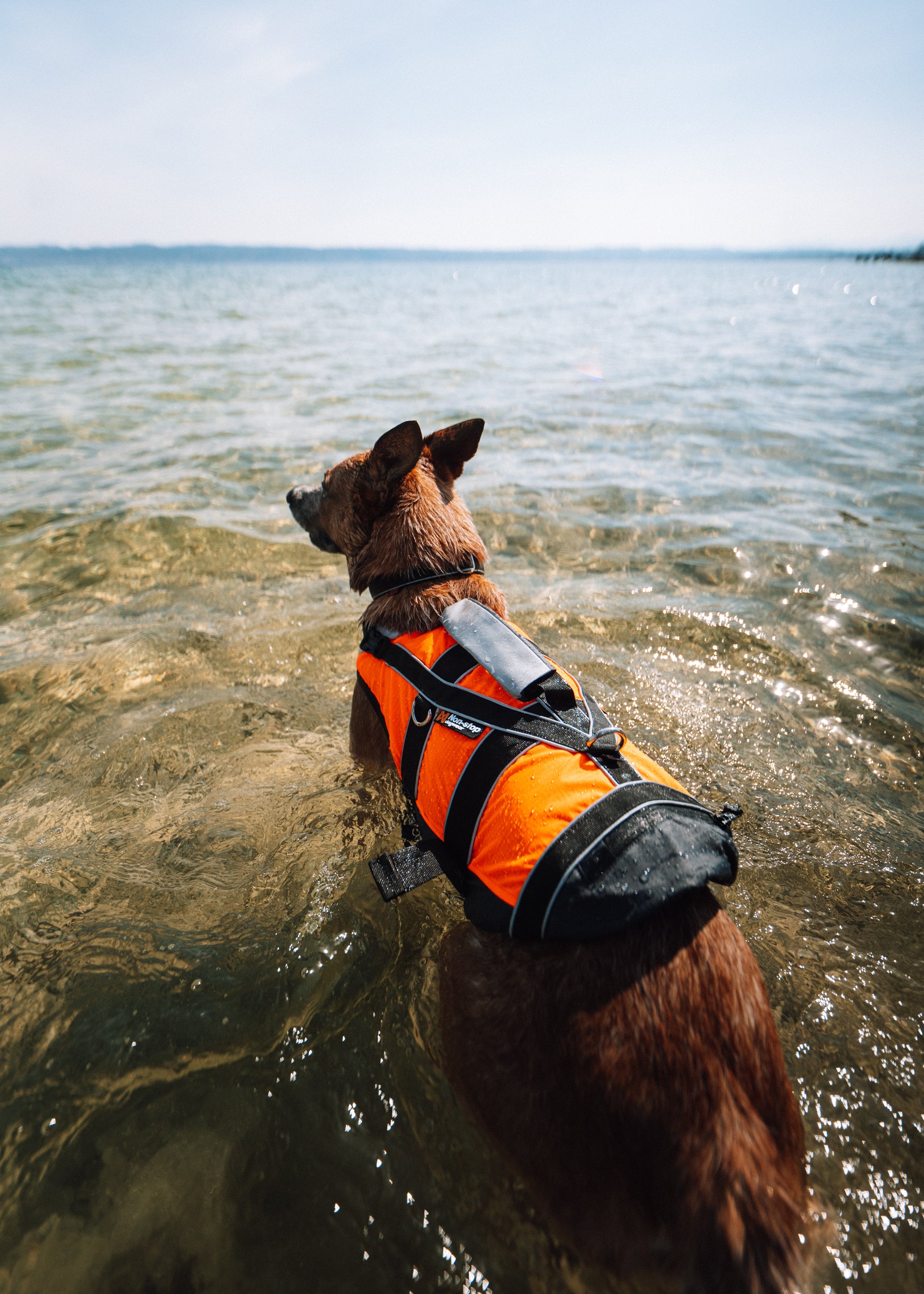 Non-stop Dogwear Safe Life Jacket 2.0 verstellbare Hundeschwimmweste