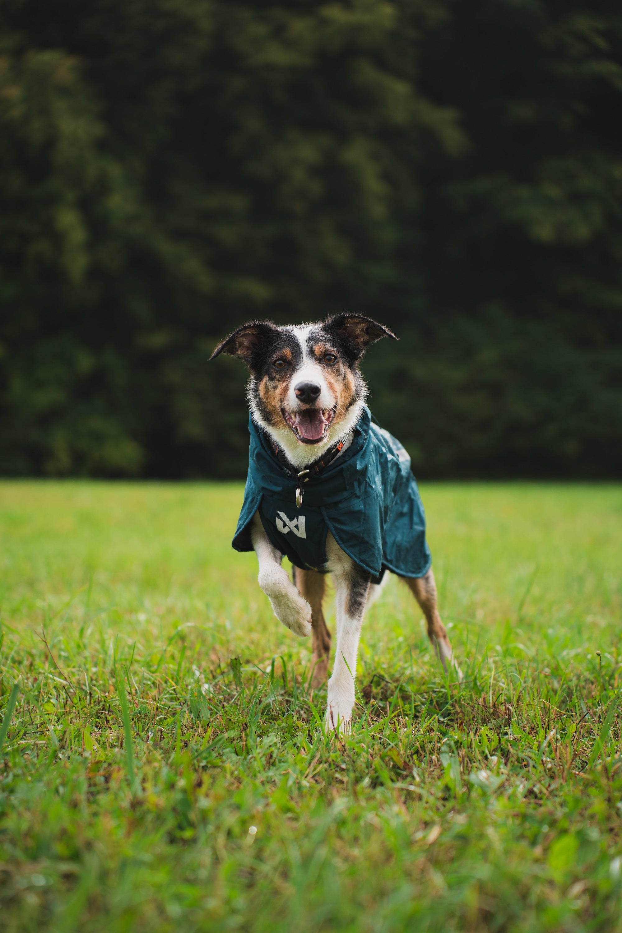 Non stop dogwear Fjord lined Raincoat Mantel für Hunde wasserabweisend