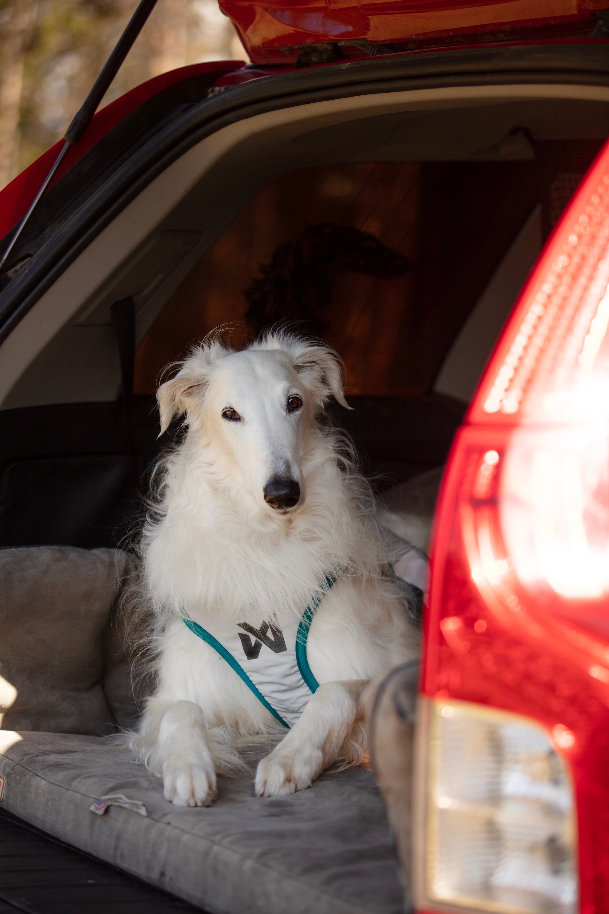 Non-stop dogwear® Cooling Vest Light Gray / Teal Sommerurlaub mit Hund Hitzeschutz 