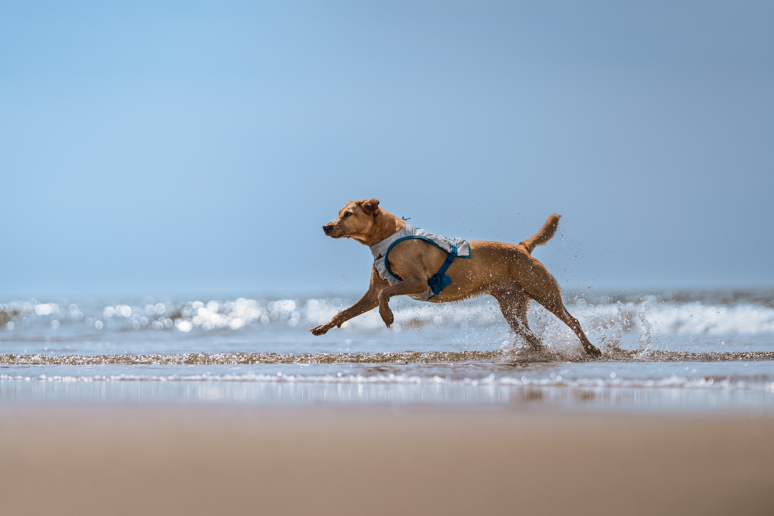 Non-stop dogwear® Cooling Vest Light Gray / Teal Urlaub mit Hund Sommer Hitzeschutz