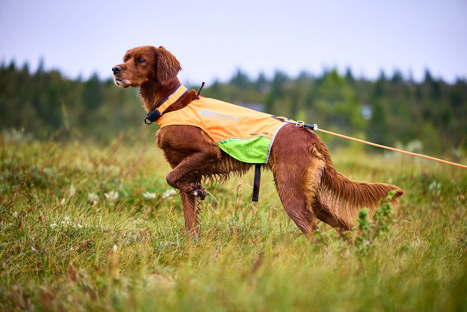 Non-stop dogwear® Protector Round Long Line Wandern mit Hund